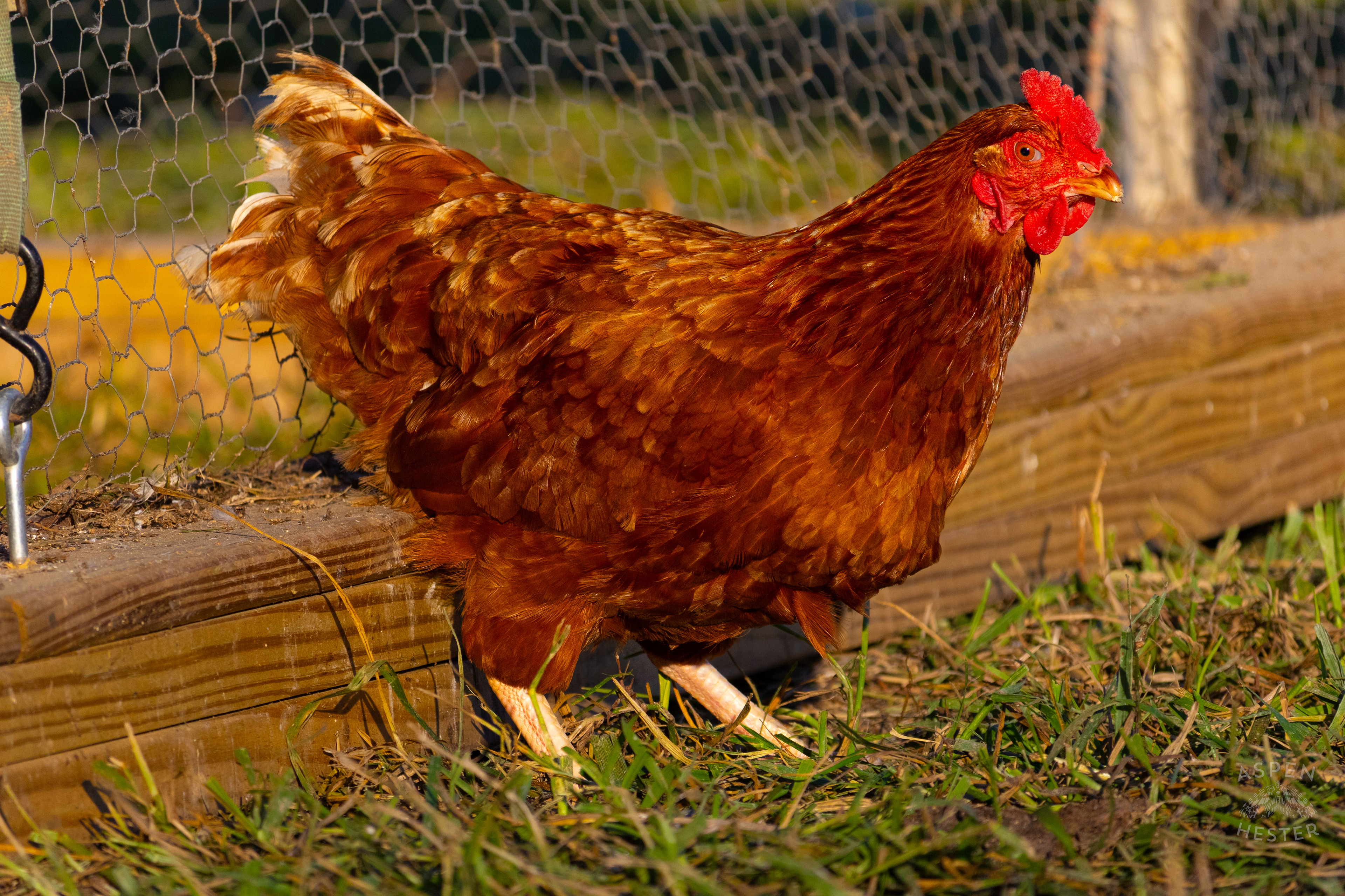 A Chicken Pecking About on Skinner Farms Thanksgiving Turkey Pick Up Day. November 24th, 2024/Aspen Hester