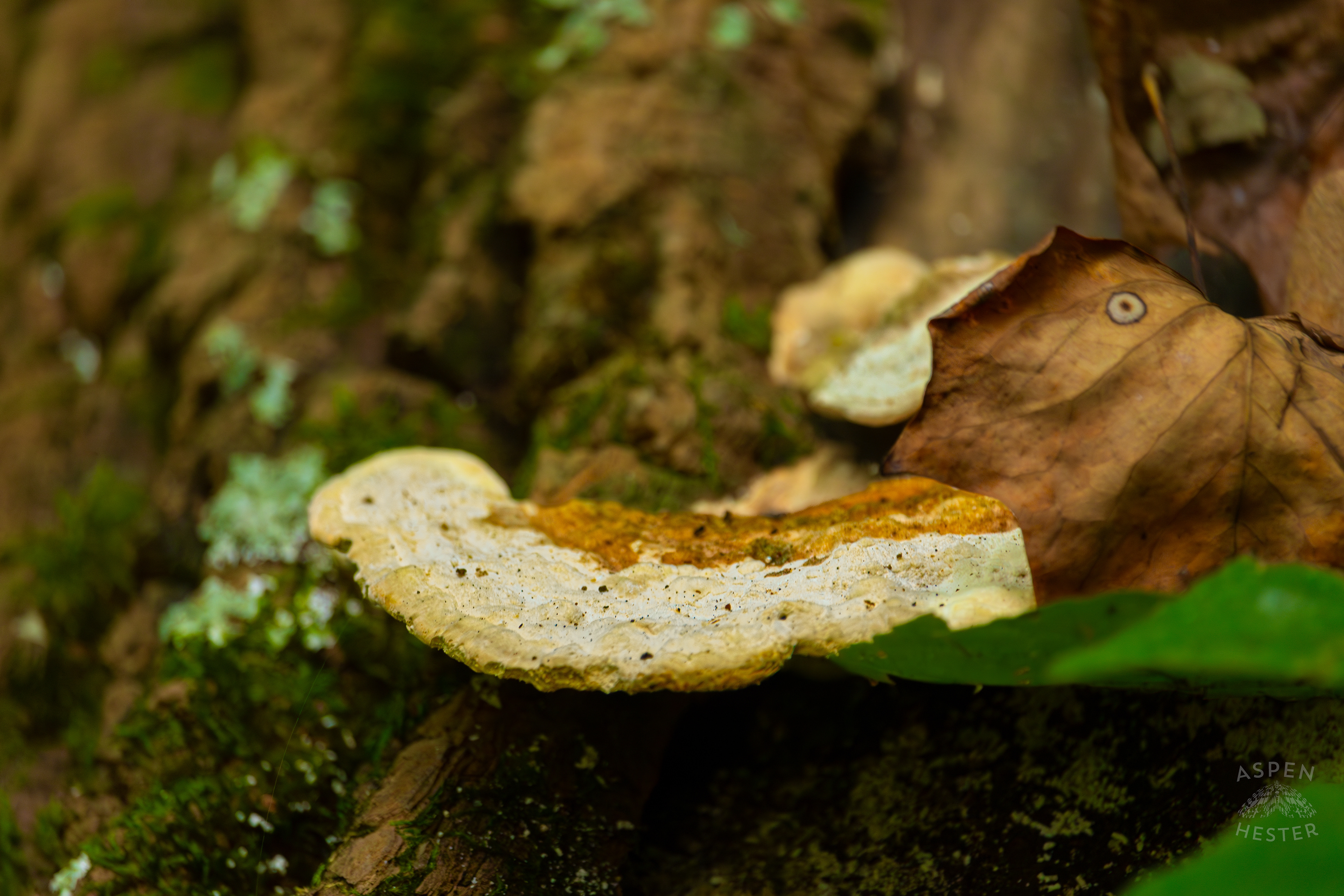  Mossy Maple Polypore On A Fallen Log Inside Jefferson Memorial Forest. September 3rd, 2024/Aspen Hester
