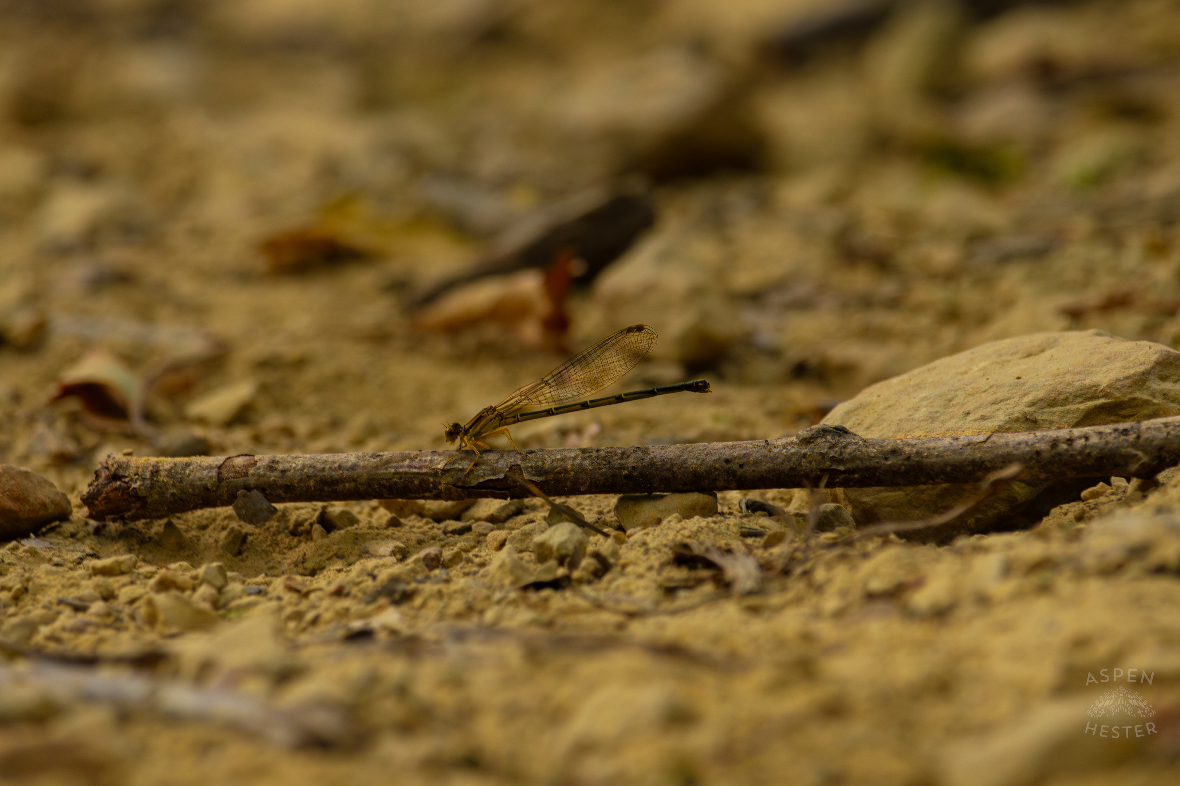 A Blue-Tailed Damselfly Rests on A Stick Inside Jefferson Memorial Forest. September 3rd, 2024/Aspen Hester