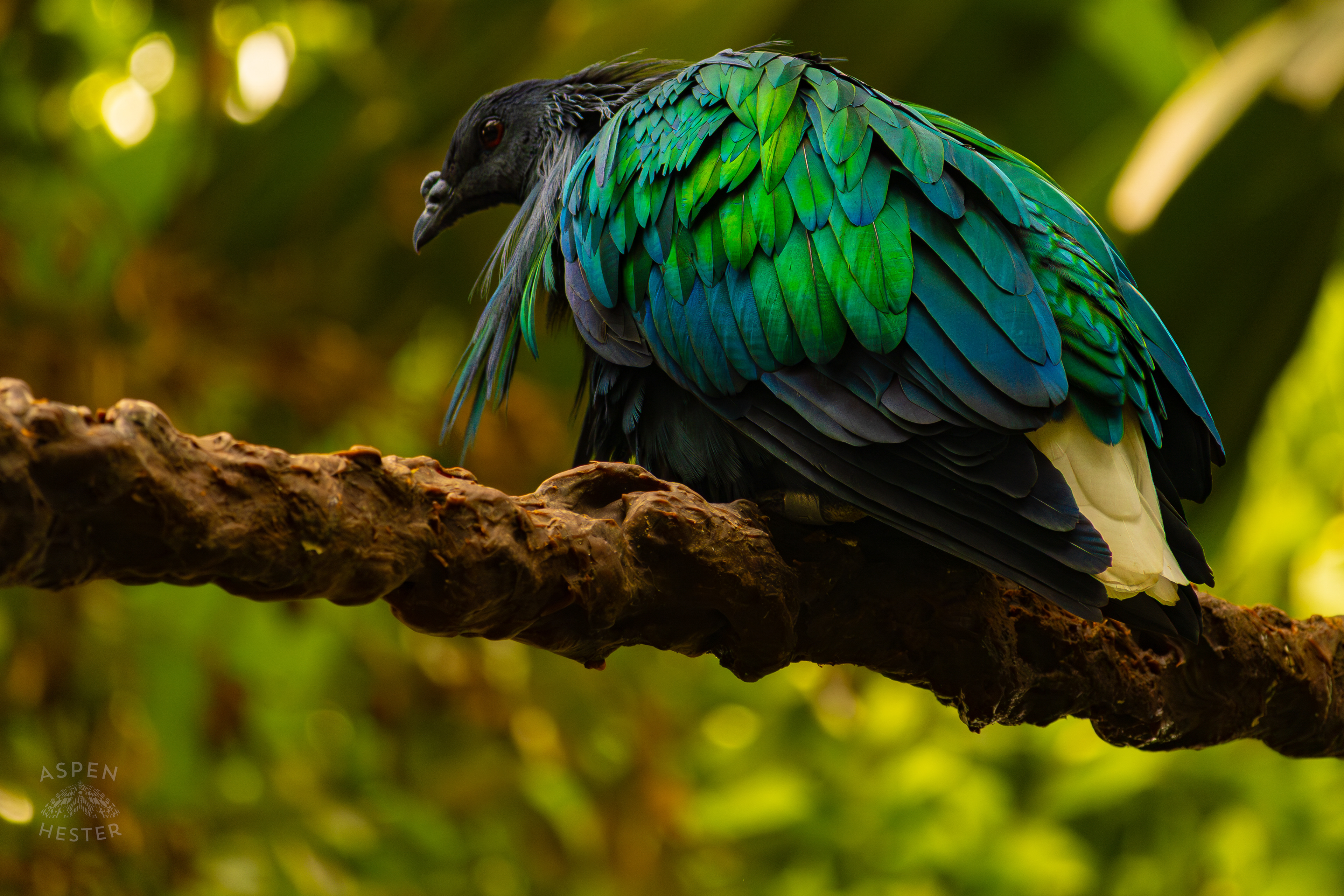 A Nicobar Pigeon Hangs Out in The Rainforest Inside The National Aviary in Pittsburgh Pennsylvania. February 26th, 2025/Aspen Hester