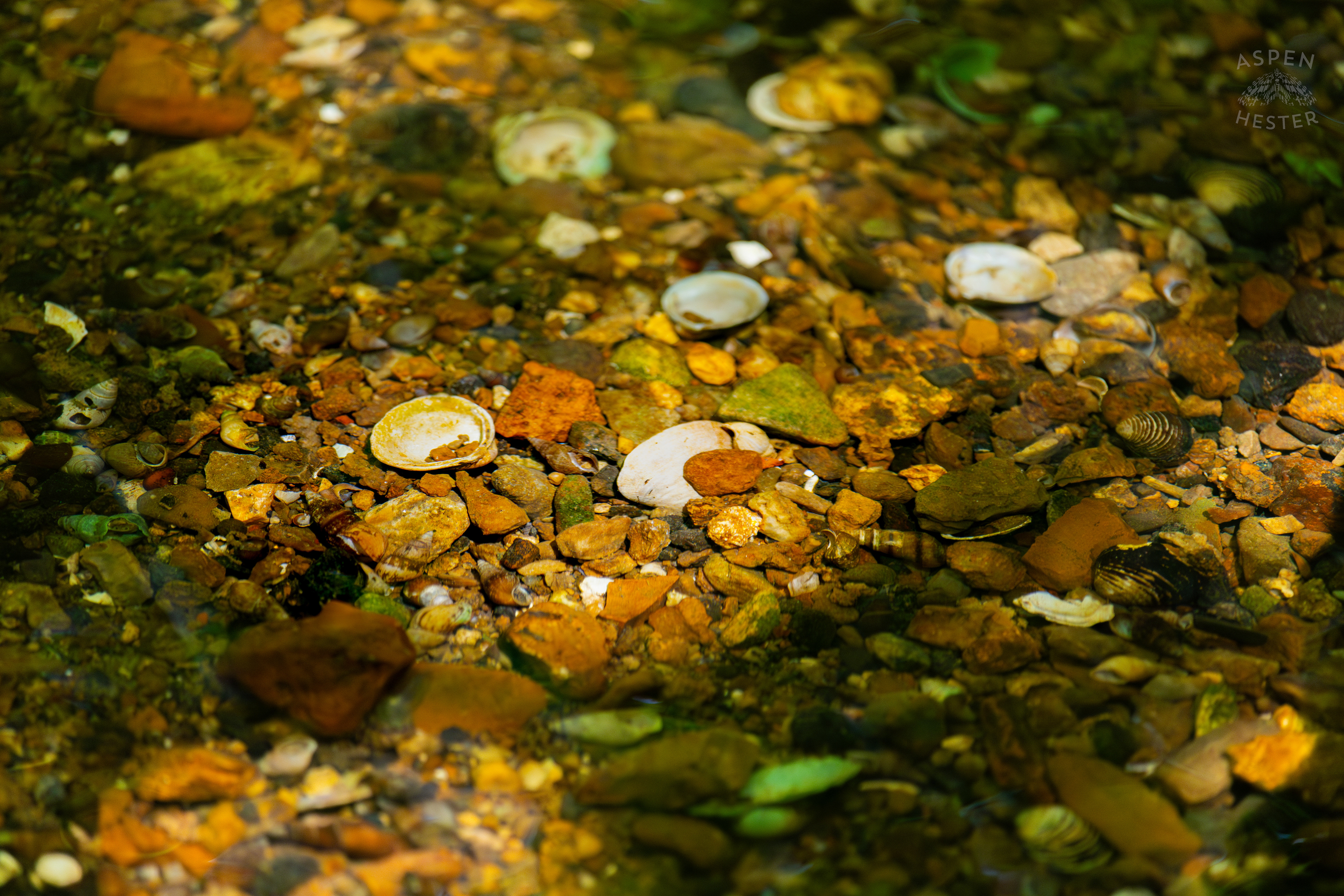 Shells and Pebbles Just Under the Surface of Middle Fork Beargrass Creek in Cherokee Park. May 28th, 2024/Aspen Hester
