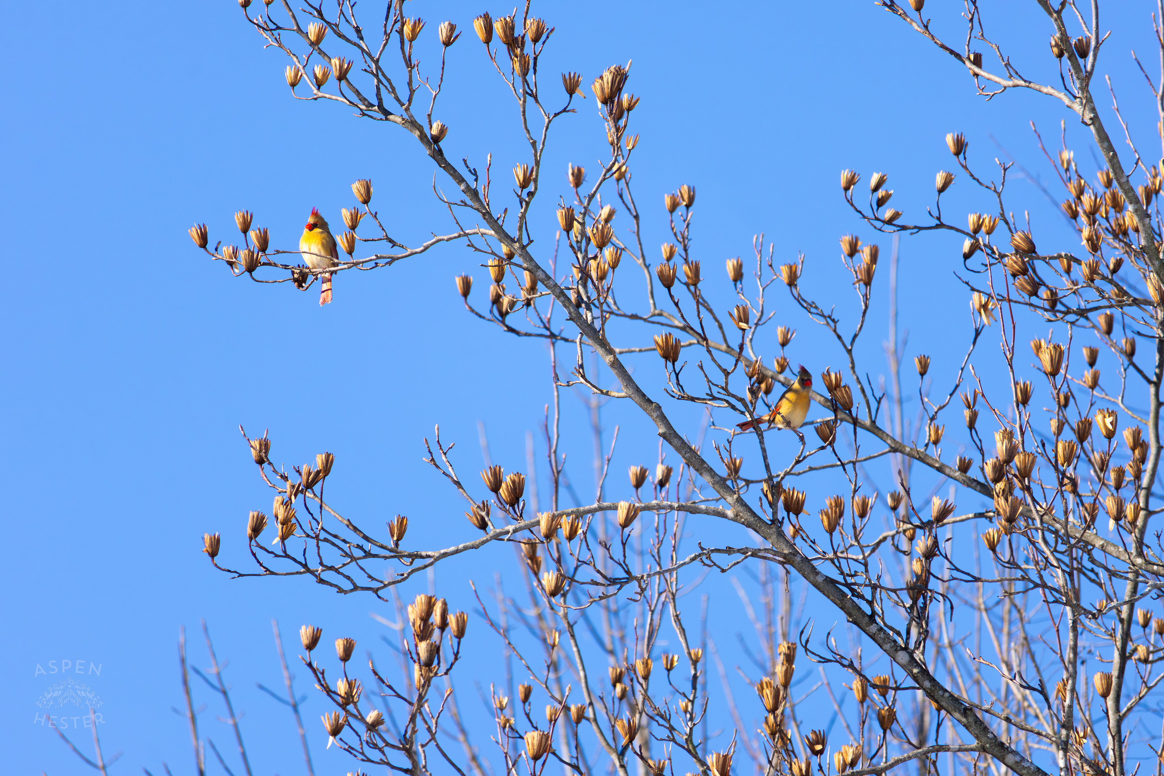 A Bright Female Cardinal Sits in A Tulip Tree in my Backyard. January 13th, 2025/Aspen Hester