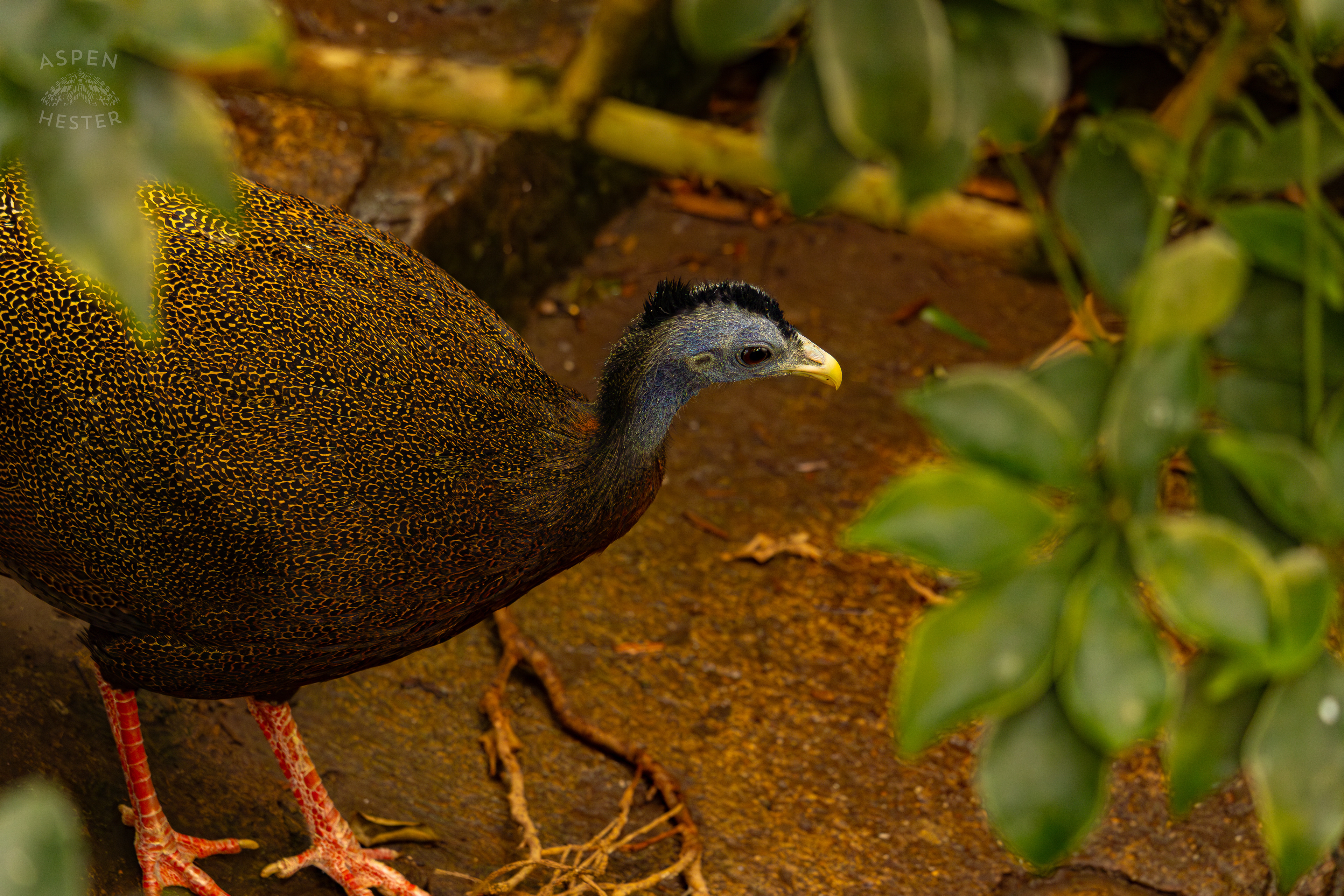 A Great Argus Saunters Down The Stairs In The Rainforest Inside The National Aviary in Pittsburgh Pennsylvania. February 26th, 2025/Aspen Hester