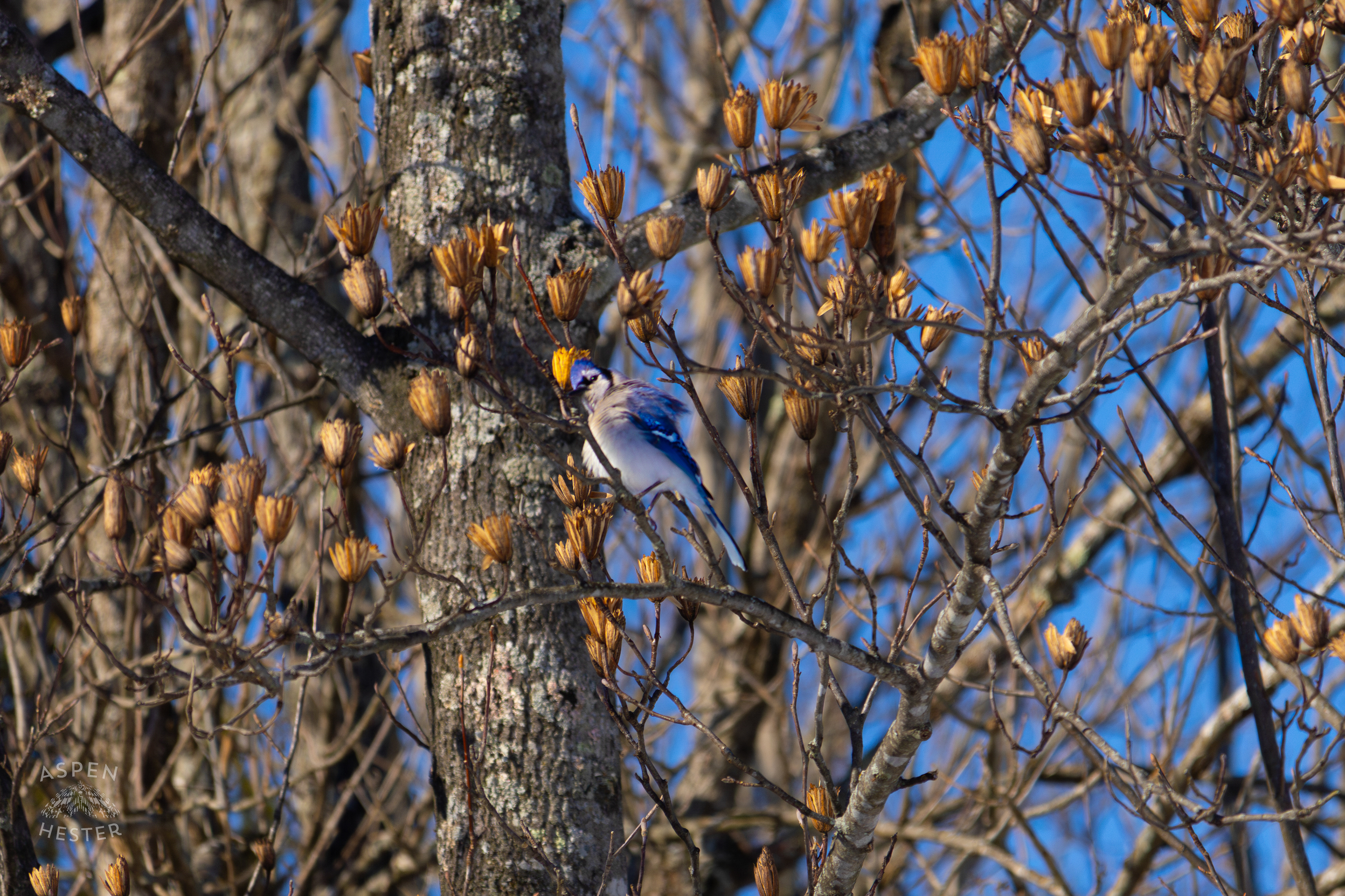 A Blue Jay Sits in A Tulip Tree in The Snowy Landscape of my Backyard. January 13th, 2025/Aspen Hester