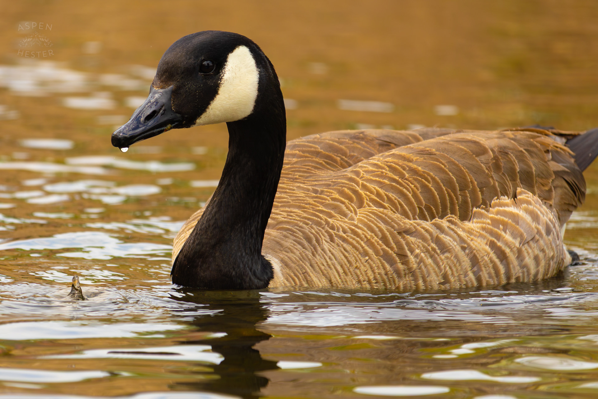 A Goose Swims in Middle Fork Beargrass Creek Where It Runs Through Brown Park. April 14th, 2025/Aspen Hester