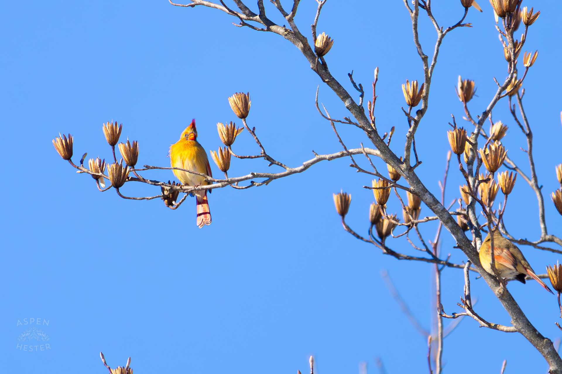 A Bright Female Cardinal Sits in A Tulip Tree in my Backyard. January 13th, 2025/Aspen Hester