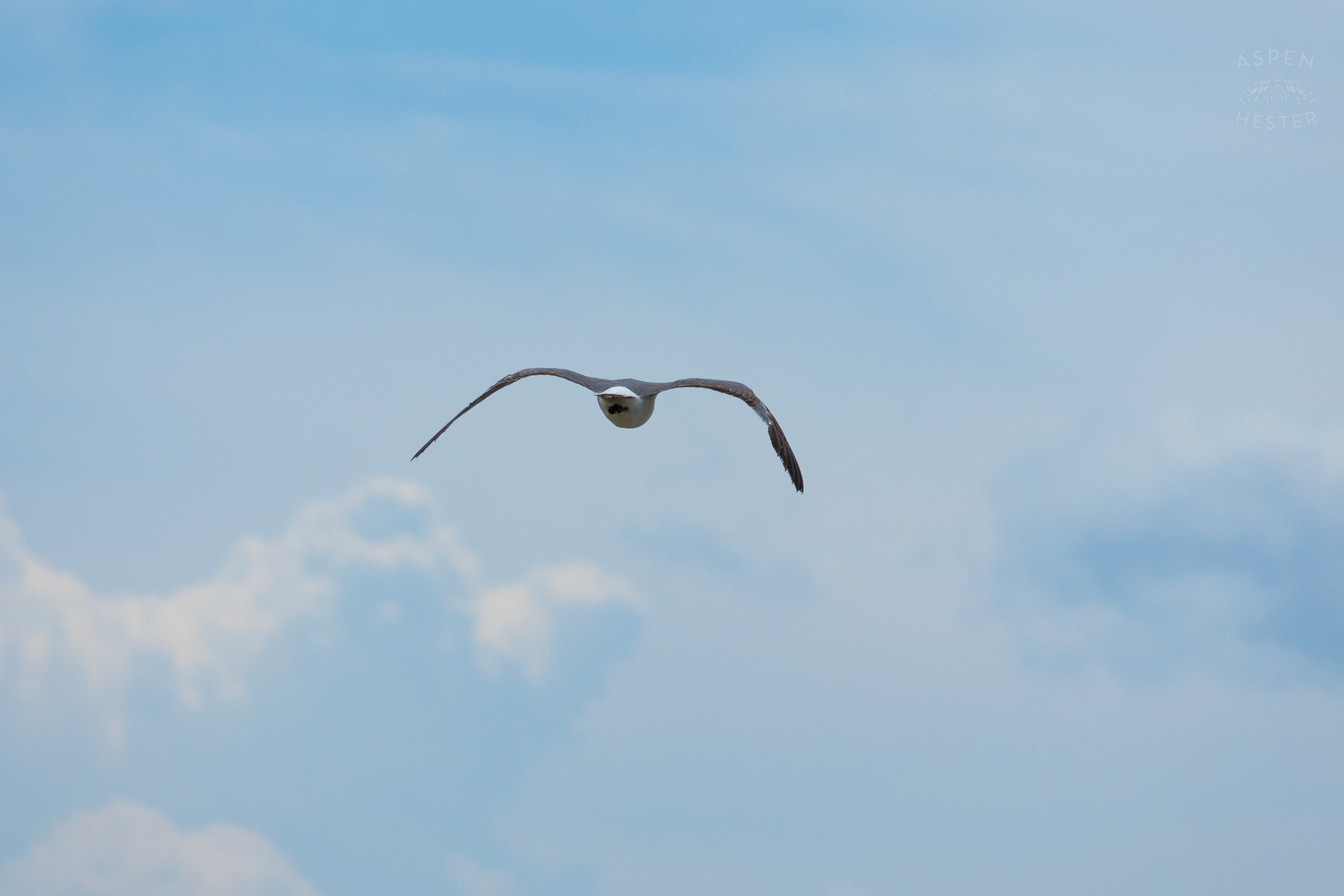 Seagull Flying On Tybee Island Georgia. June 24th, 2024/Aspen Hester