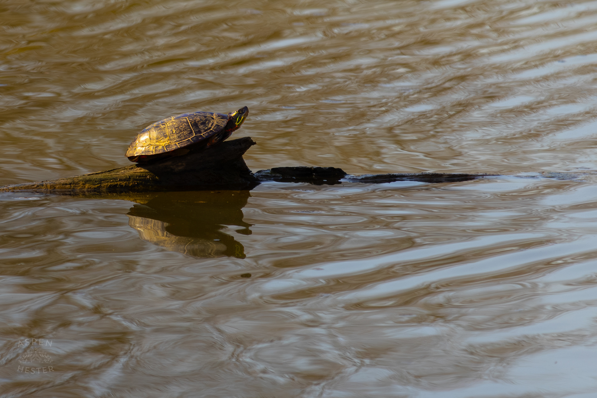 A Painted Turtle Sunbathes on The Surface of Reformatory Lake in Wendell Moore Park Right Before Spring. March 18th, 2025/Aspen Hester