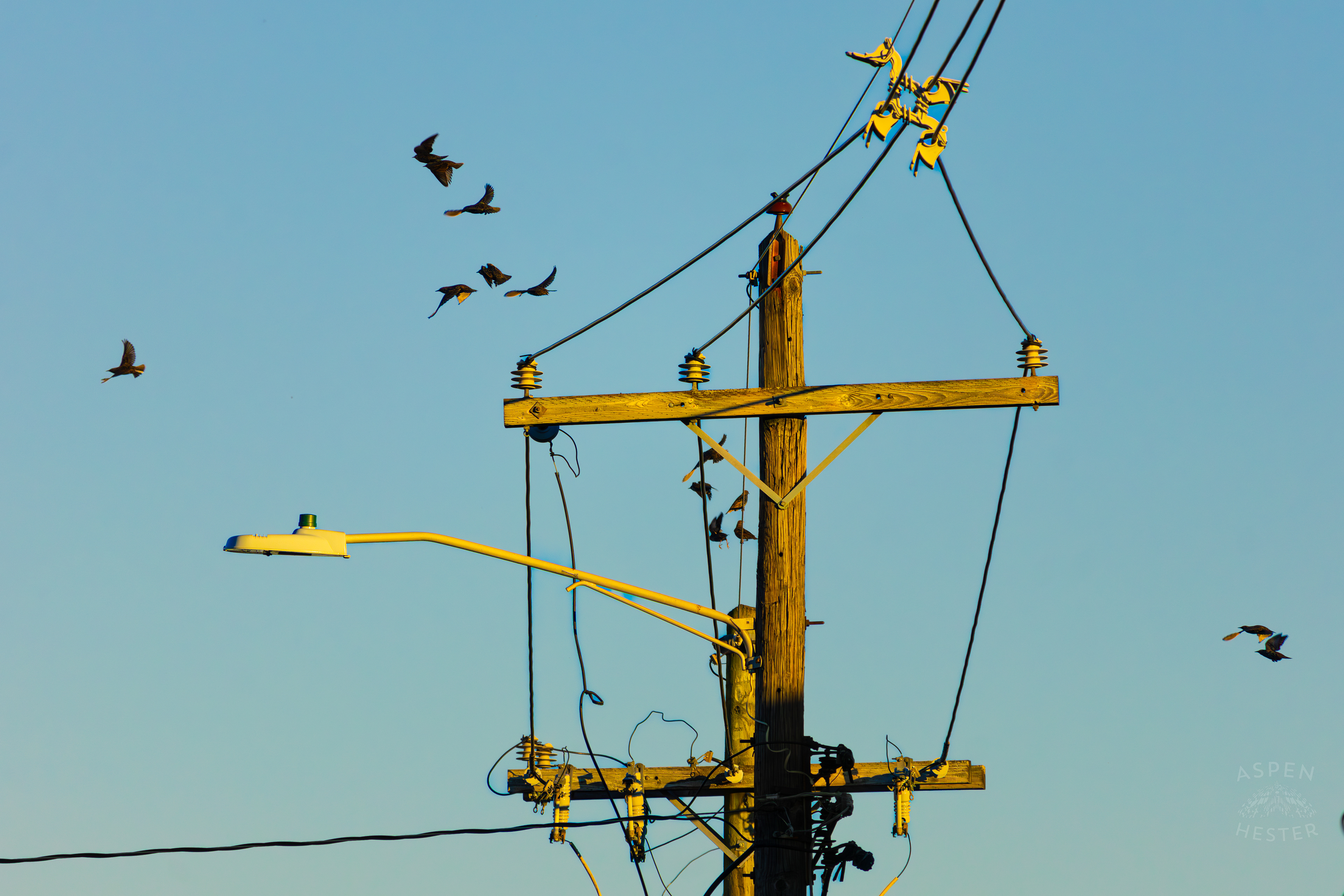 Birds Sit Atop and Fly Around A Powerline In Nulu on A Saturday Evening. November 14th, 2024/Aspen Hester