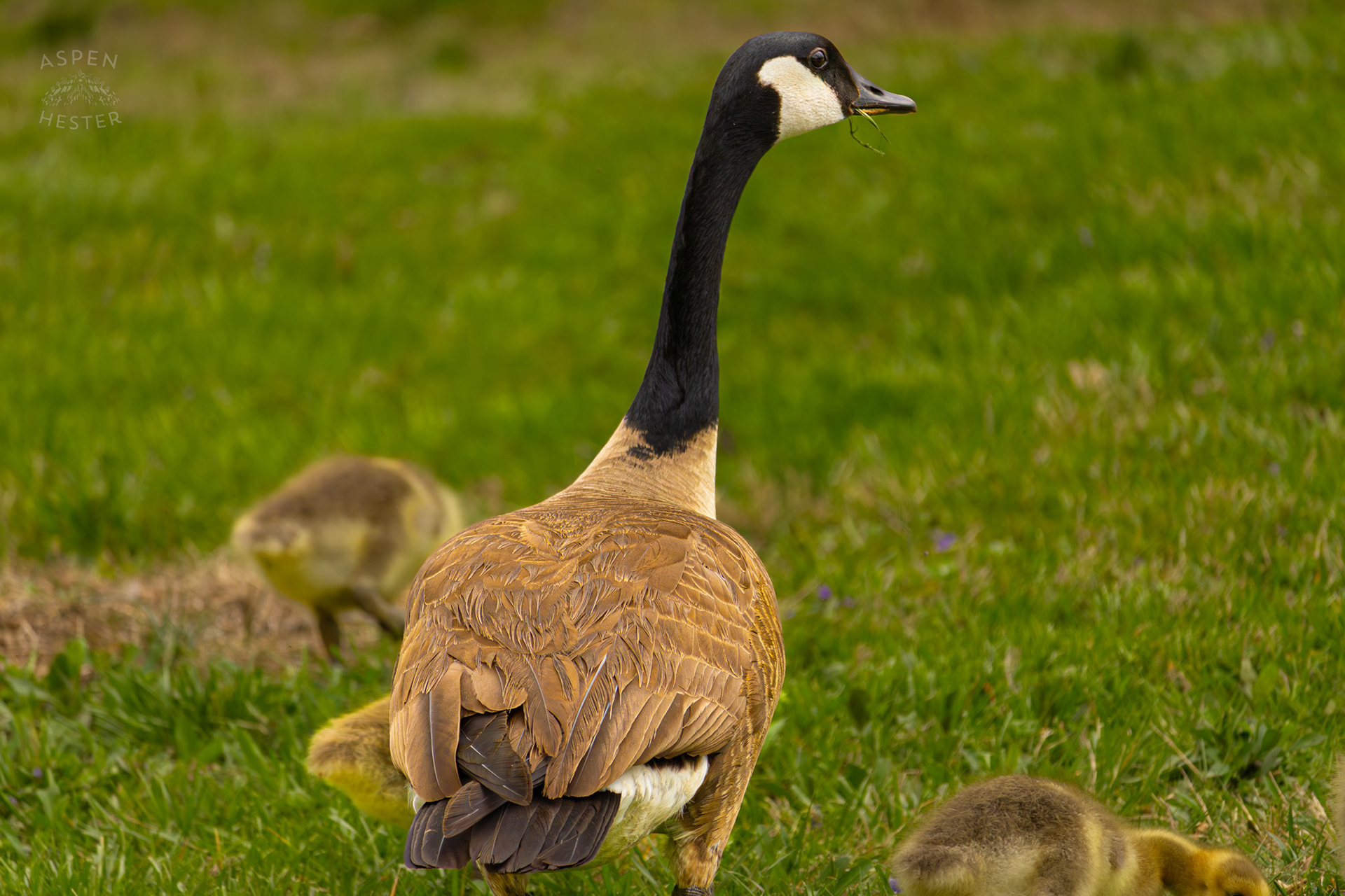 A New Parent Goose Leads Their Young Goslings Through Brown Park. April 14th, 2025/Aspen Hester