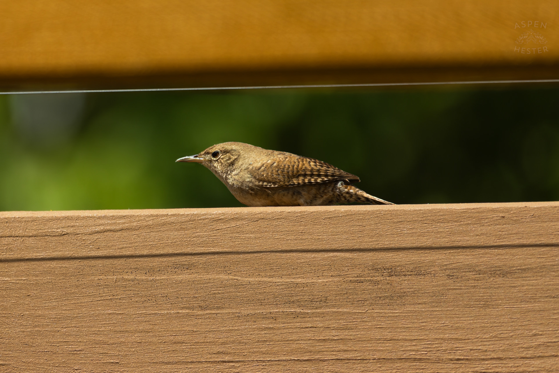One of A Pair of Northern House Wrens Living in My Bird House. May 15th, 2025/Aspen Hester