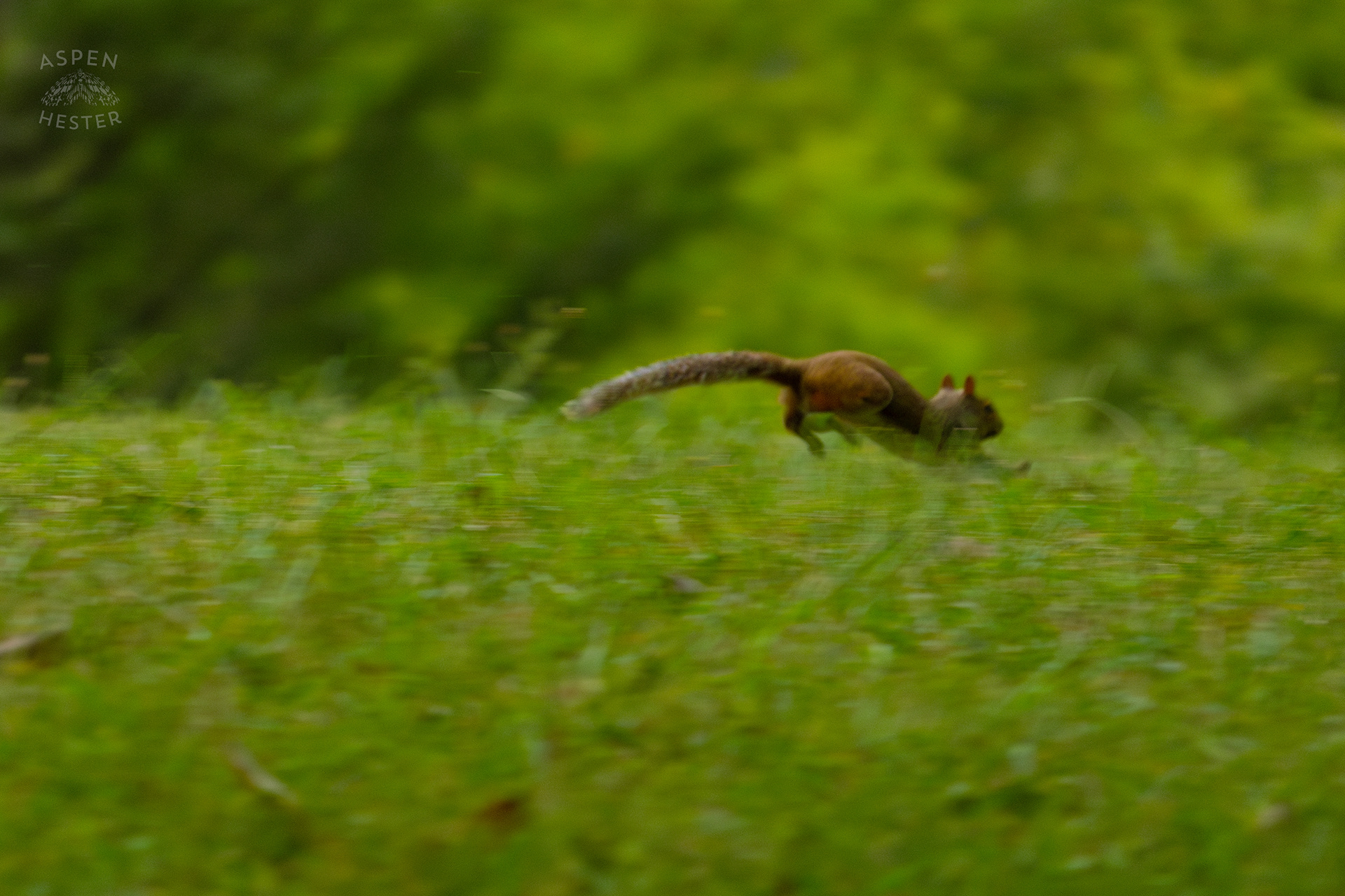 A Squirrel Runs Through Wendell Moore Park. August 12th, 2024/Aspen Hester