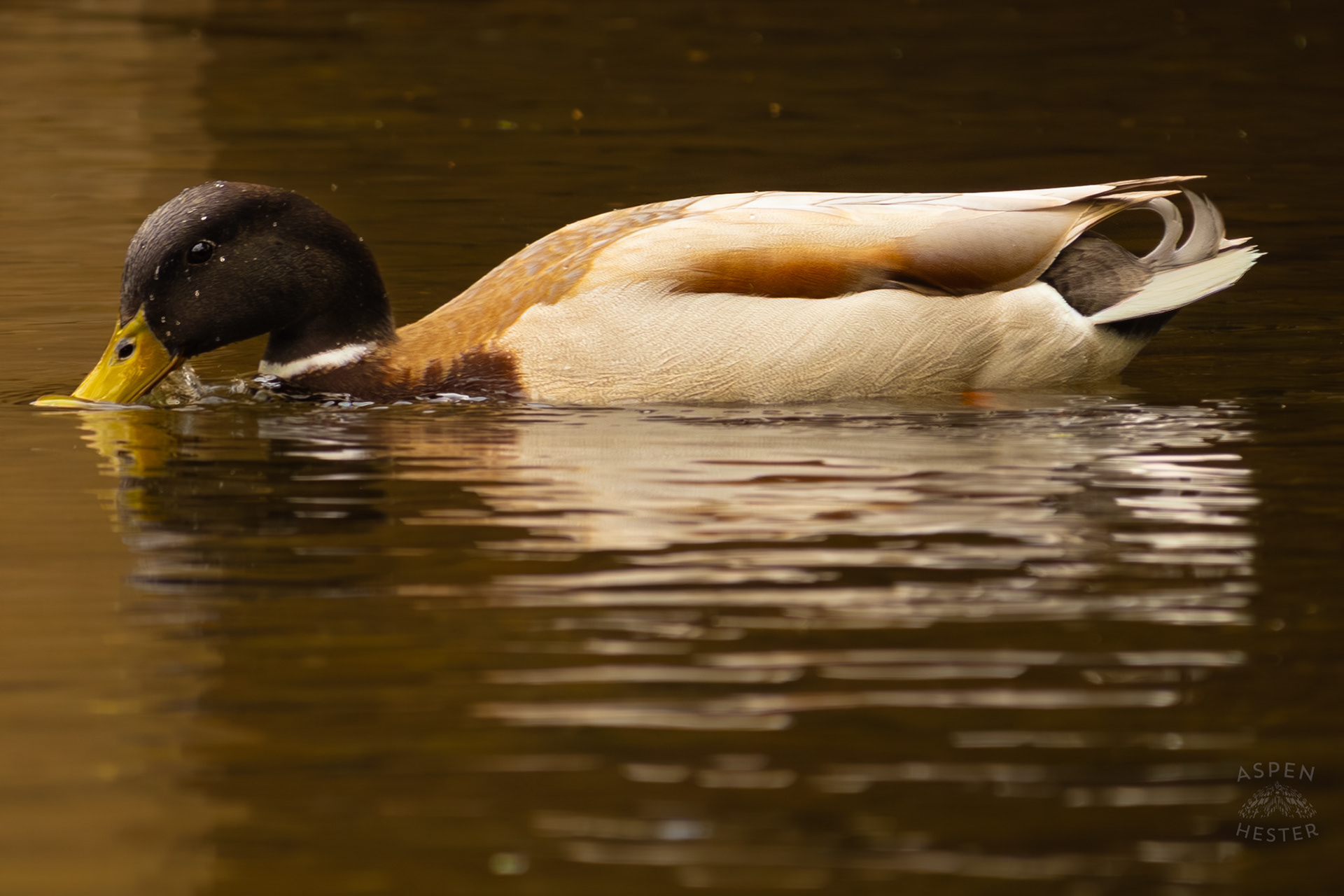 A Male Mallard Sips From Middle Fork Beargrass Creek Where It Runs Through Brown Park. April 14th, 2025/Aspen Hester