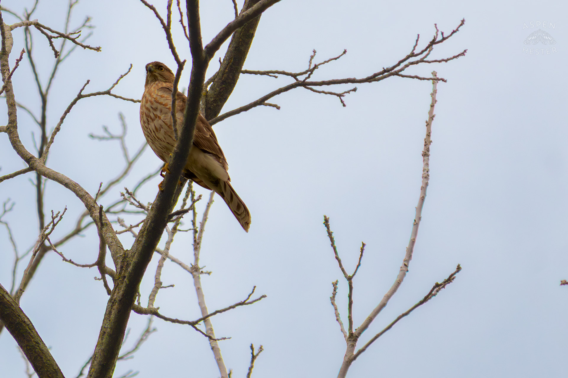 A Red Tailed Hawk Watches The Ground From High Up in Brown Park. April 14th, 2025/Aspen Hester 