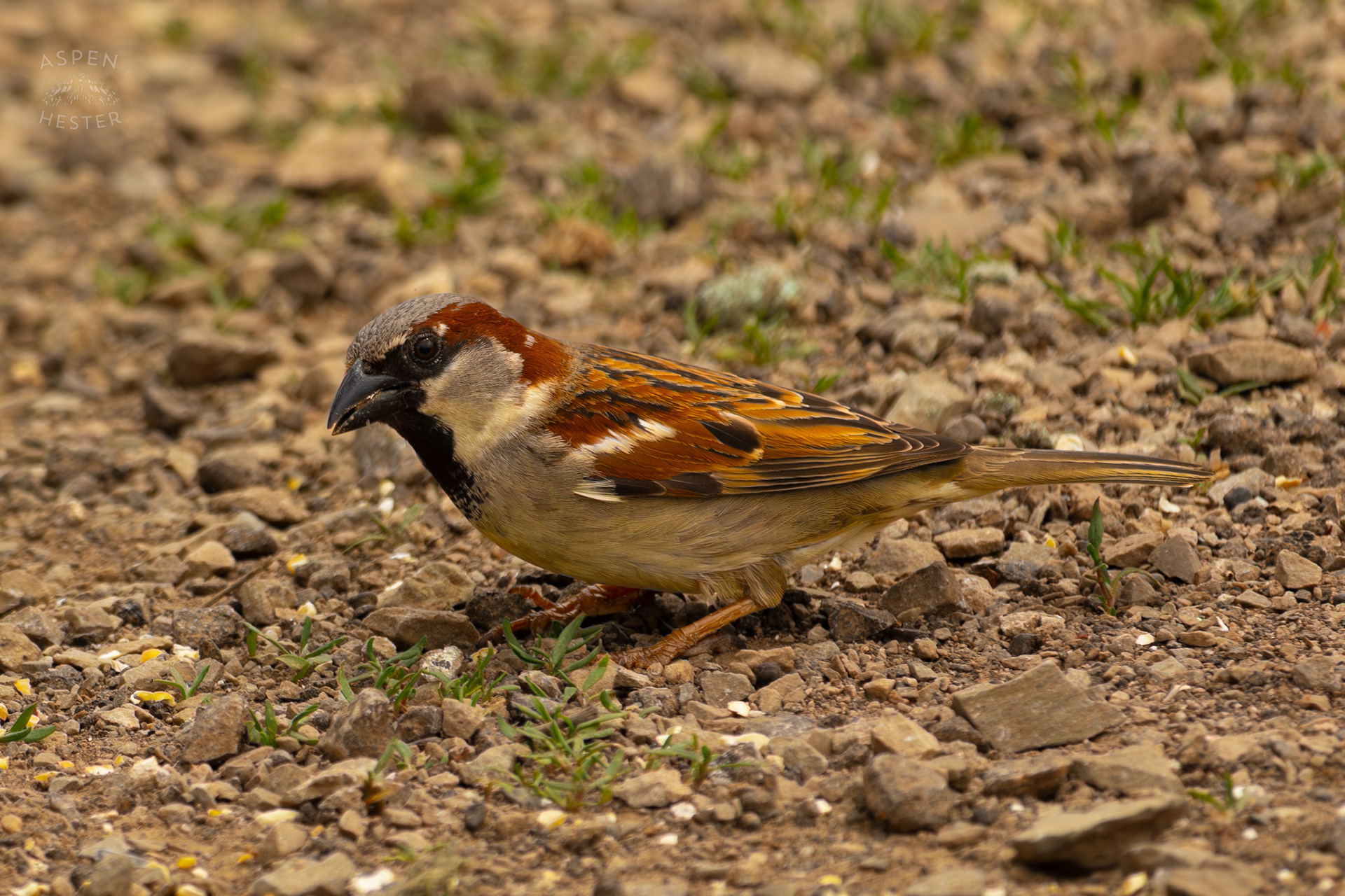 A House Sparrow on The Banks of Middle Fork Beargrass Creek Where It Runs Through Brown Park. April 14th, 2025/Aspen Hester