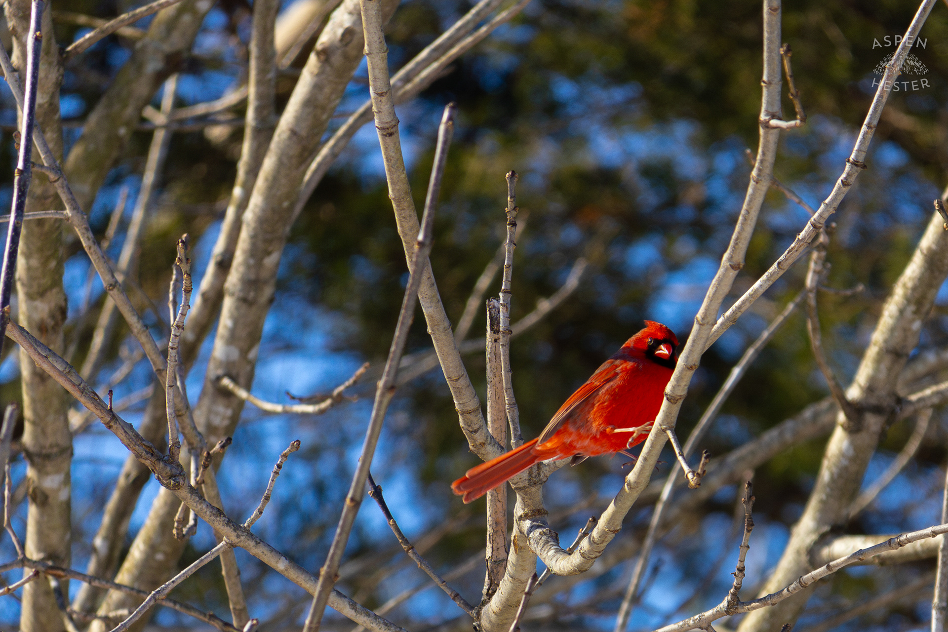 A Cardinal Sits in A Tulip Tree in my Backyard. January 13th, 2025/Aspen Hester
