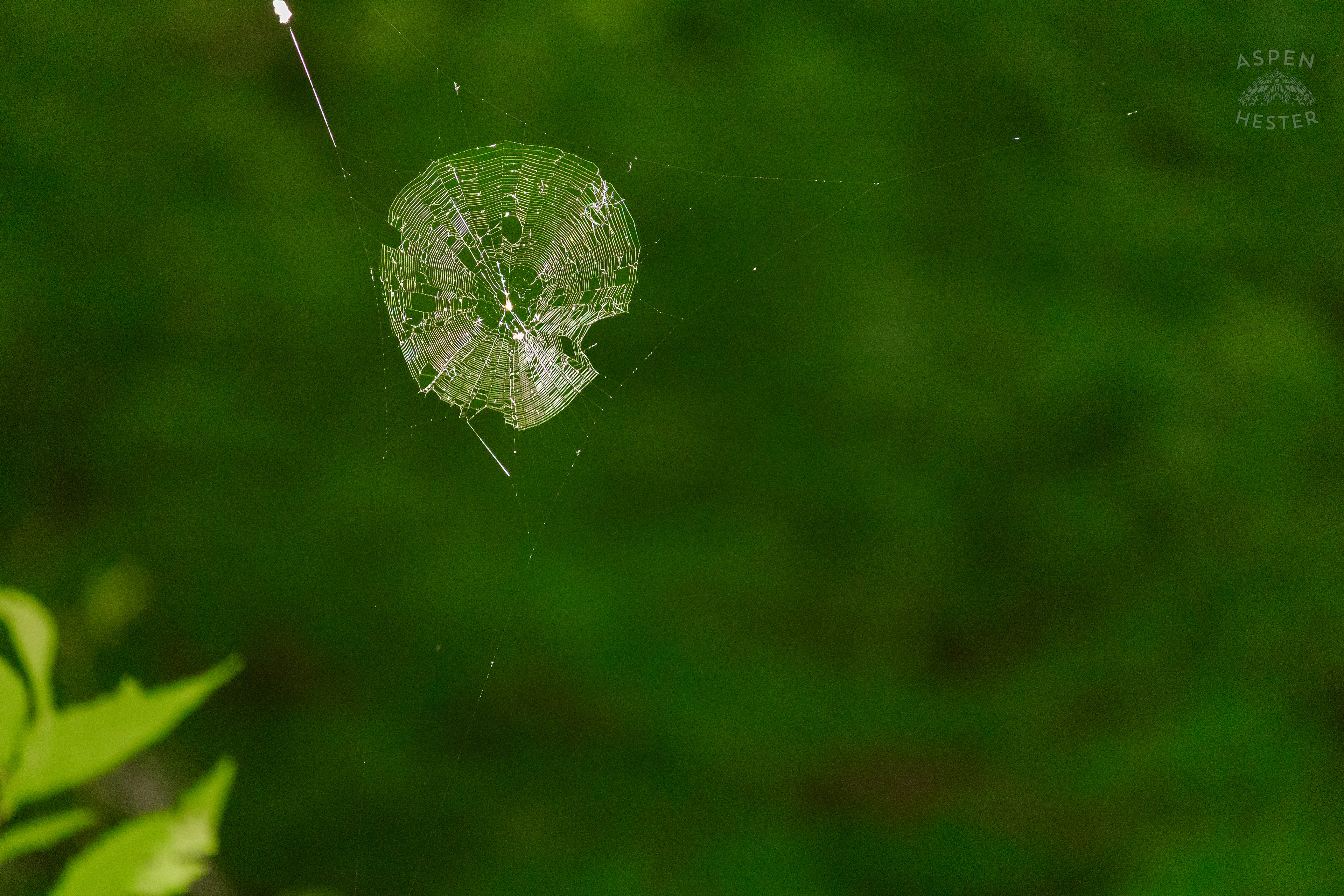 A Spiders Home Deep in Cherokee Park. June 11th, 2024/Aspen Hester