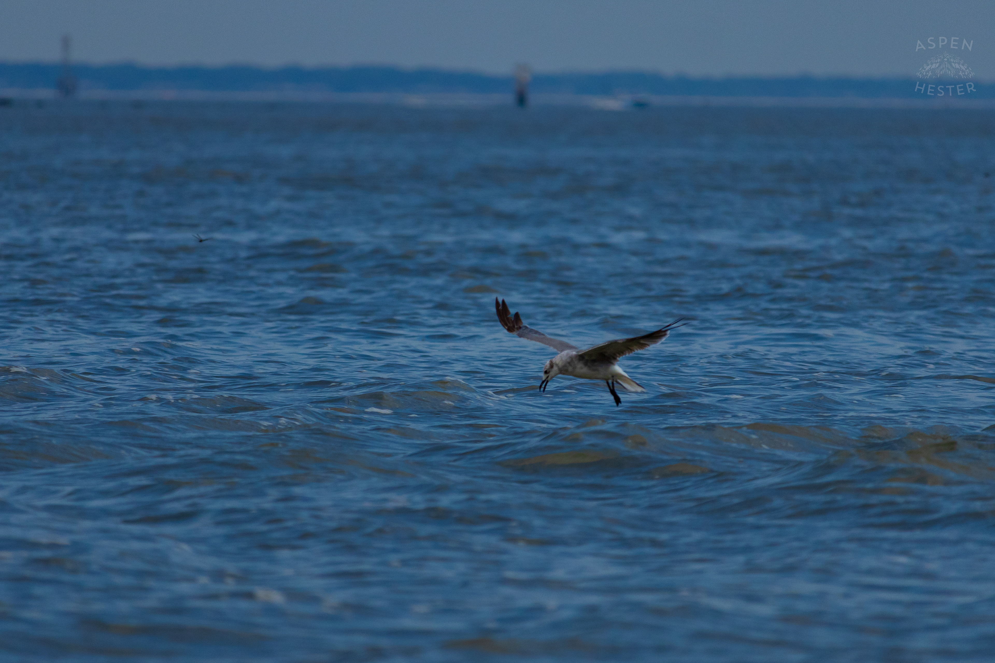 Seagull Flying On Tybee Island Georgia. June 24th, 2024/Aspen Hester