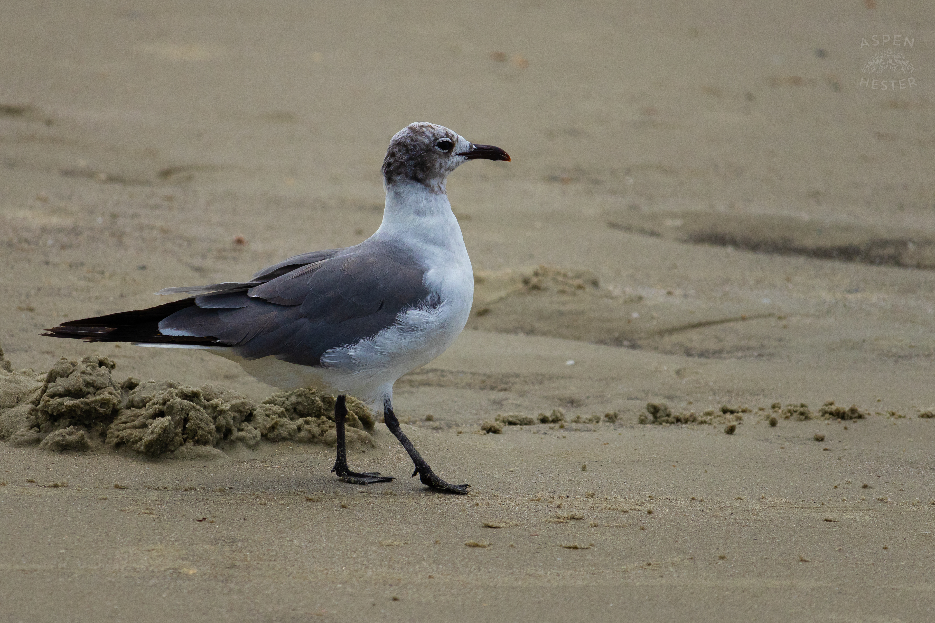 Seagull On Tybee Island Georgia. June 24th, 2024/Aspen Hester