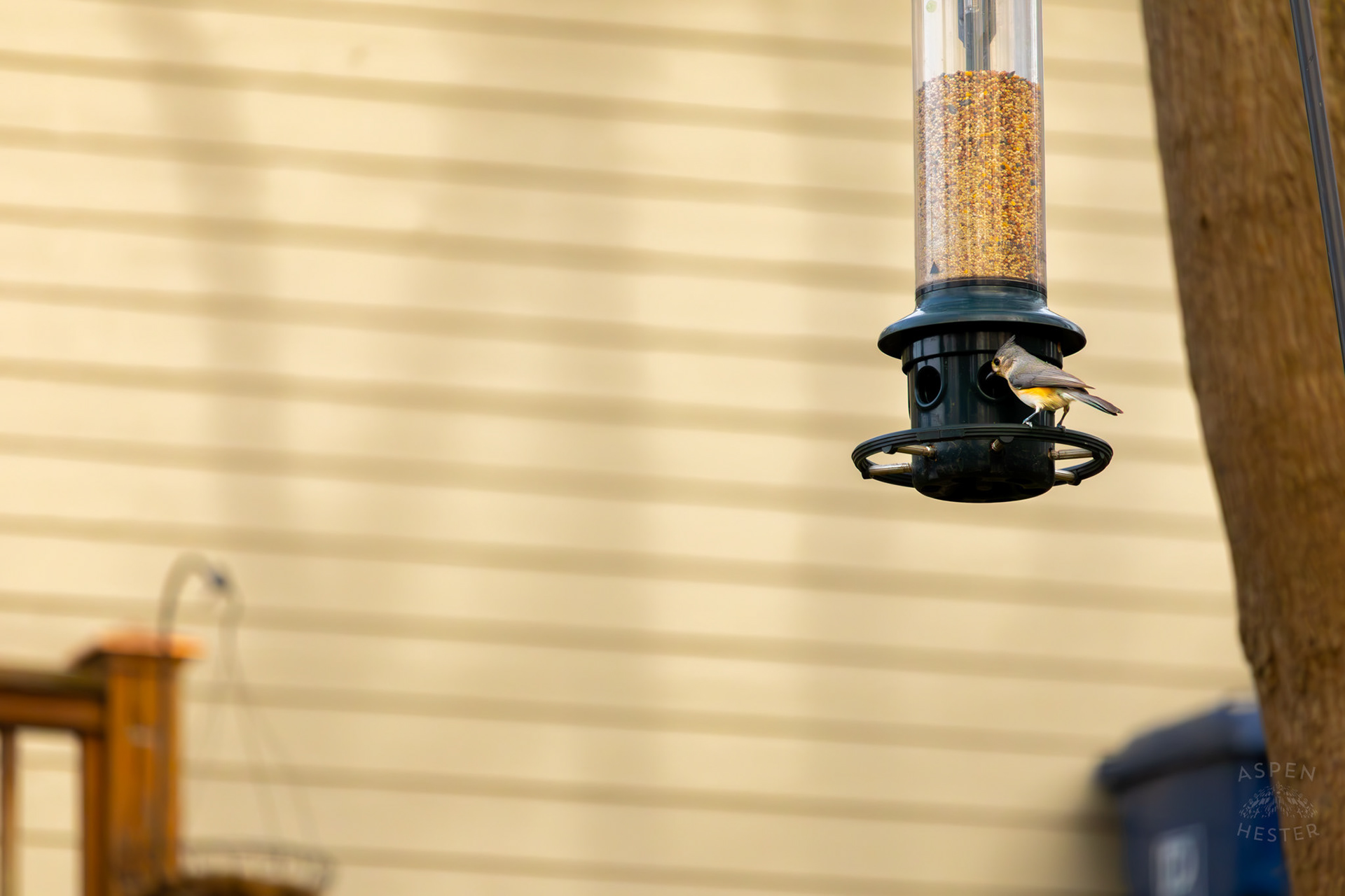A Tufted Titmouse Eats From A Birdfeeder in My Neighbor's Yard. March 29th, 2026/Aspen Hester