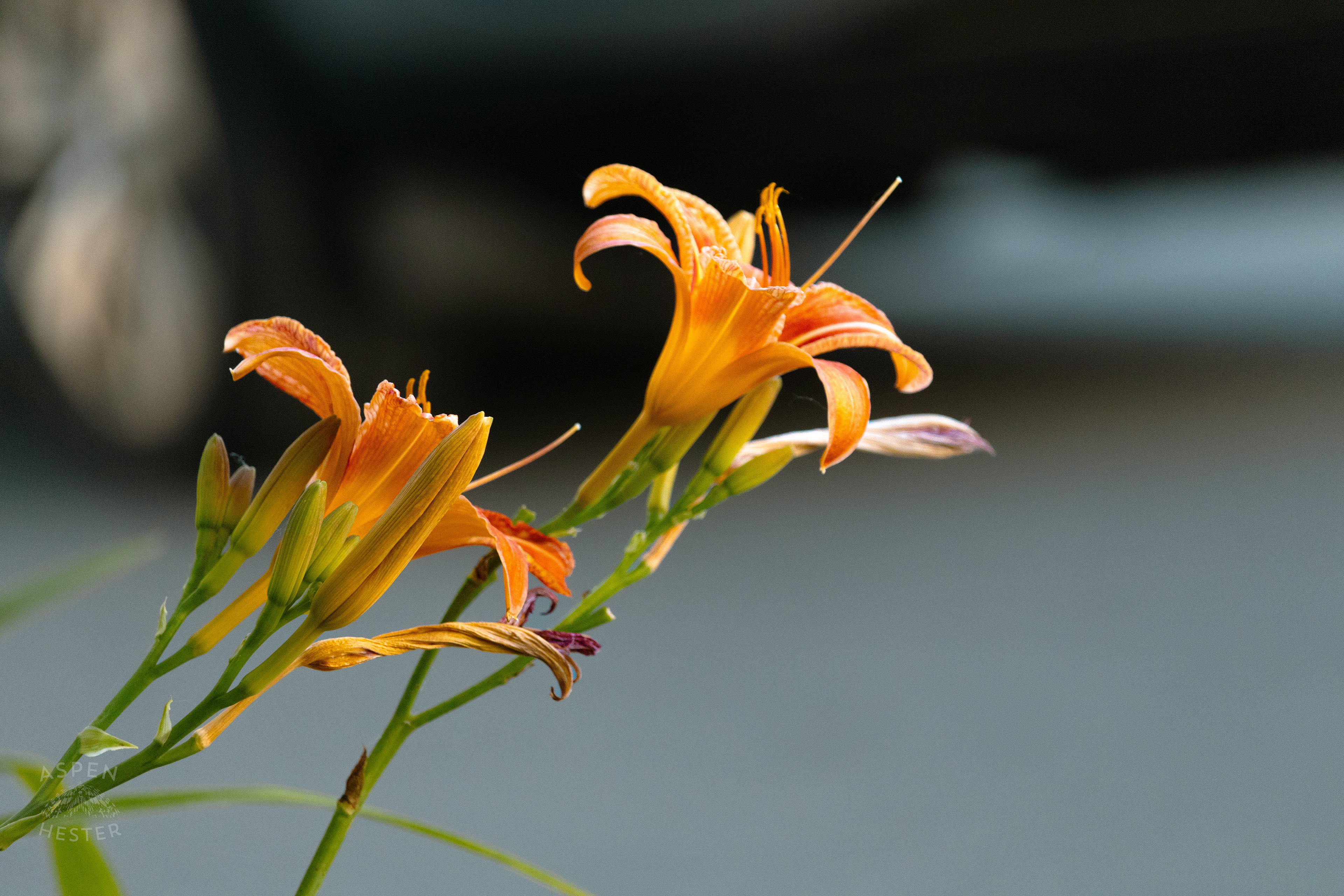 Daylilies During Golden Hour on Preston Street. May 30th, 2024/Aspen Hester 