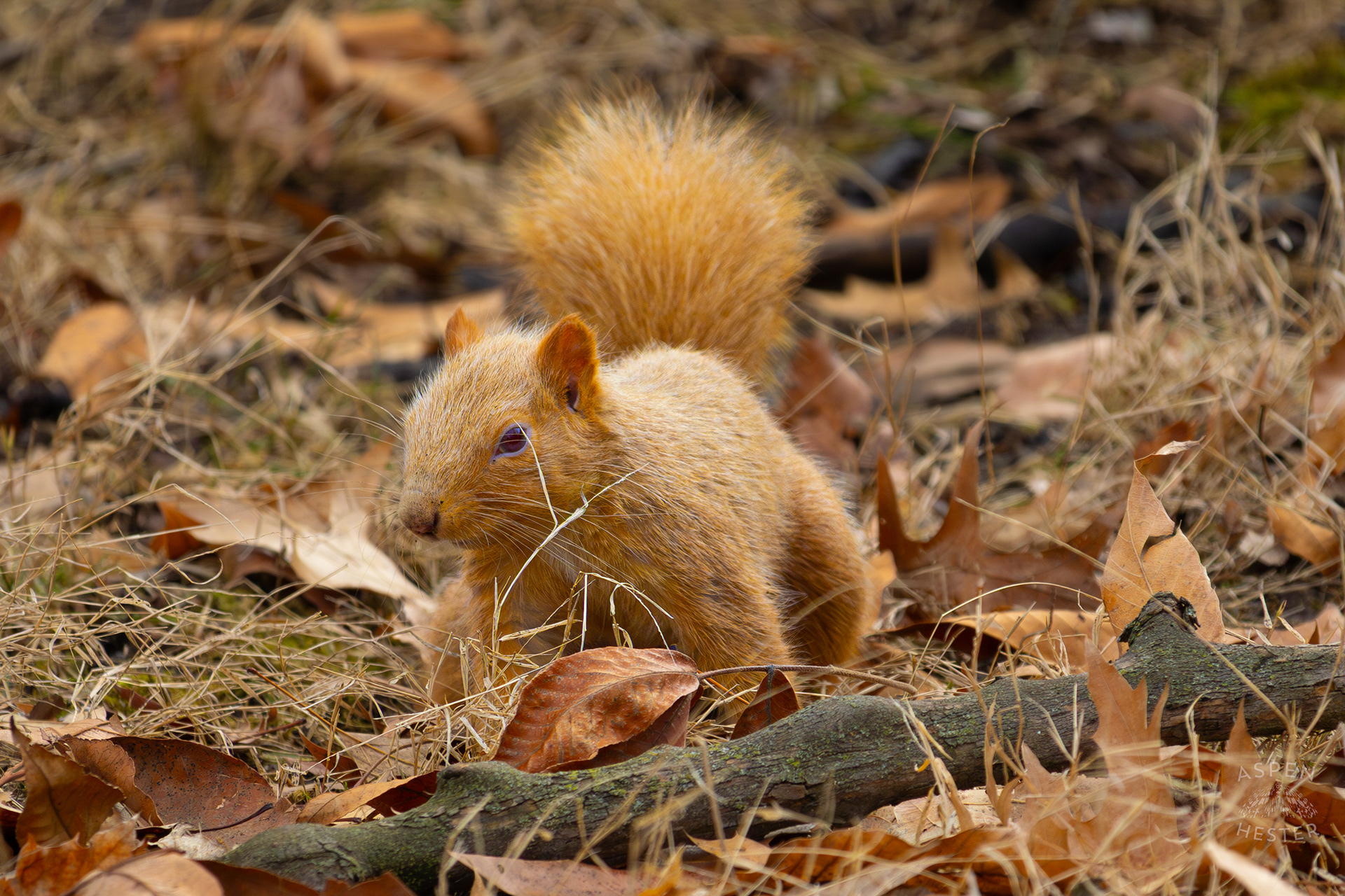A Ginger Squirrel Foraging Around Outside The National Aviary in Pittsburgh Pennsylvania. February 26th, 2025/Aspen Hester