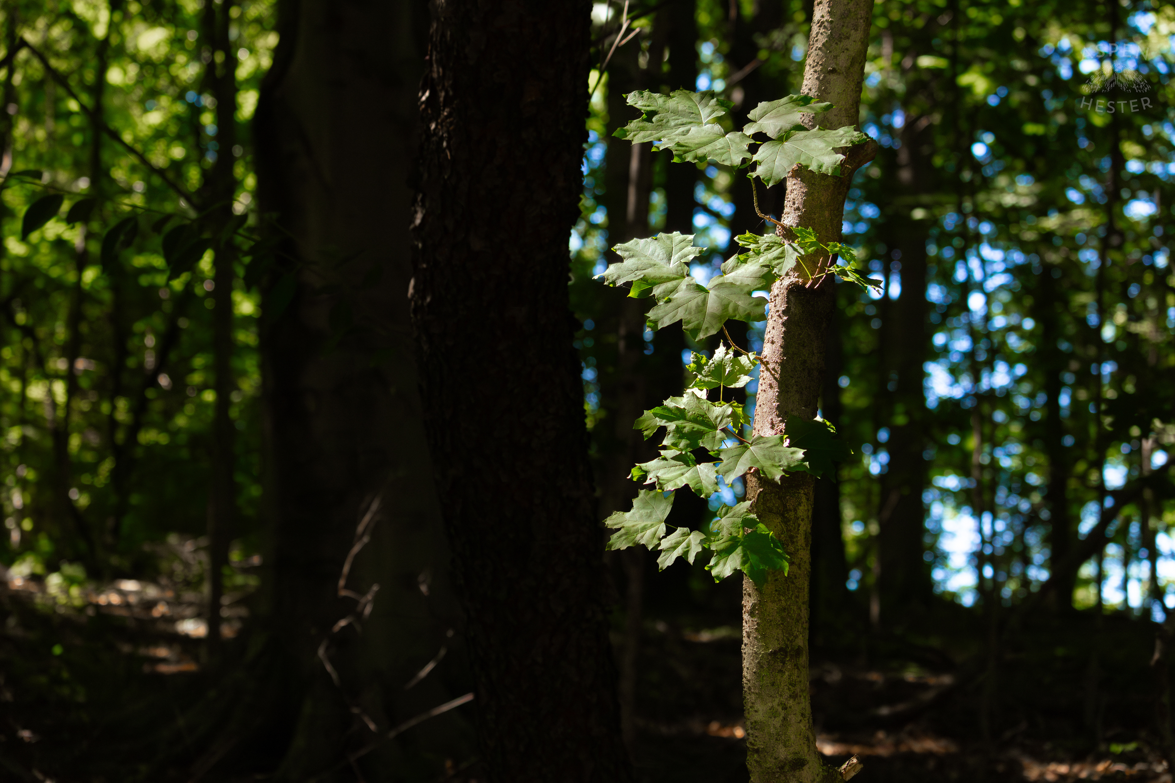 Sunlight Filtering Through the Foliage in Cherokee Park. June 11th, 2024/Aspen Hester