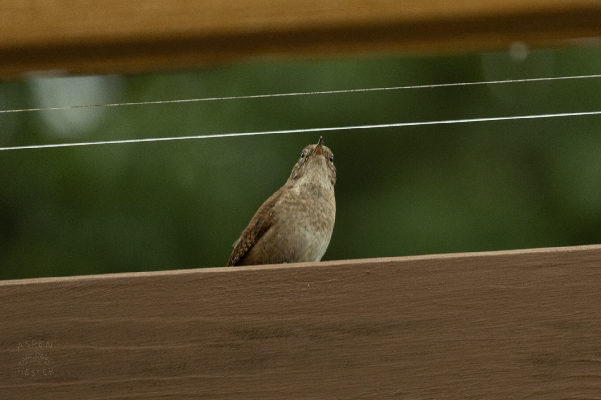 One of A Pair of Northern House Wrens That Lives in My Bird House Singing. May 27th, 2025/Aspen Hester
