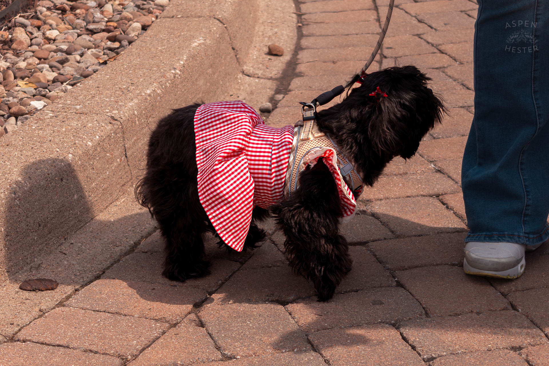 A Small Black Dog Wears A Picnic Blanket Style Dress with Matching Bows at Westport Village’s 5th Annual Puppy Palooza. April 19th, 2025/Aspen Hester