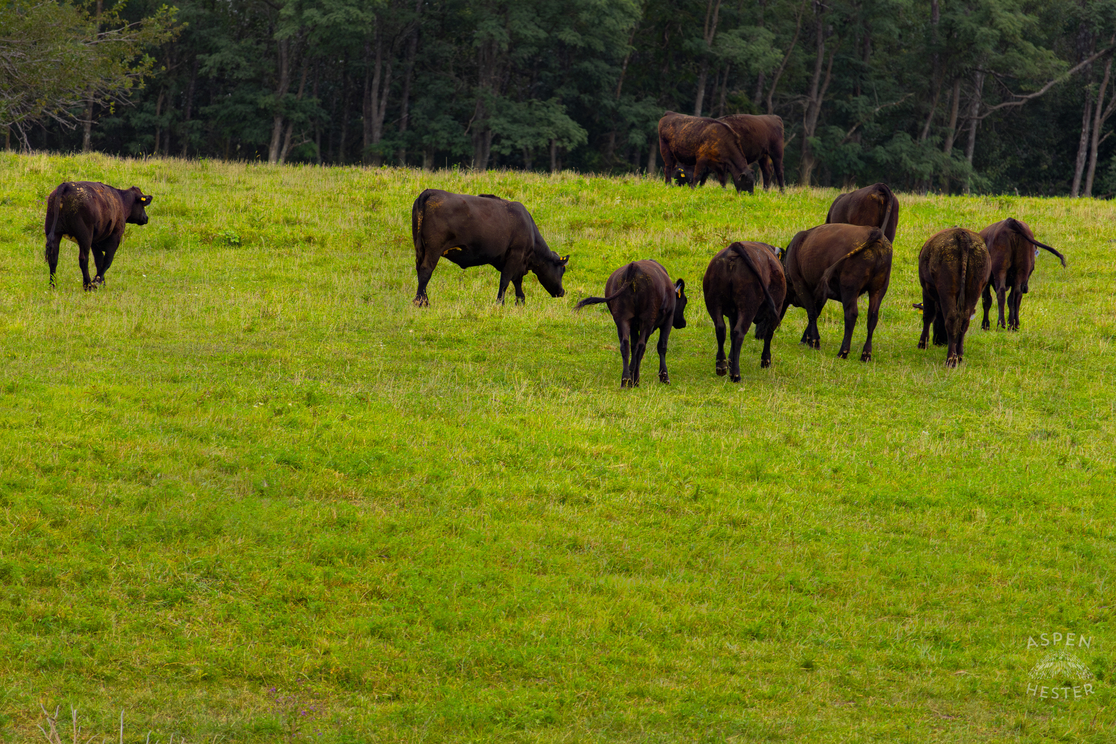 Cows Grazing on the Shore of Reformatory Lake. August 12th, 2024/Aspen Hester