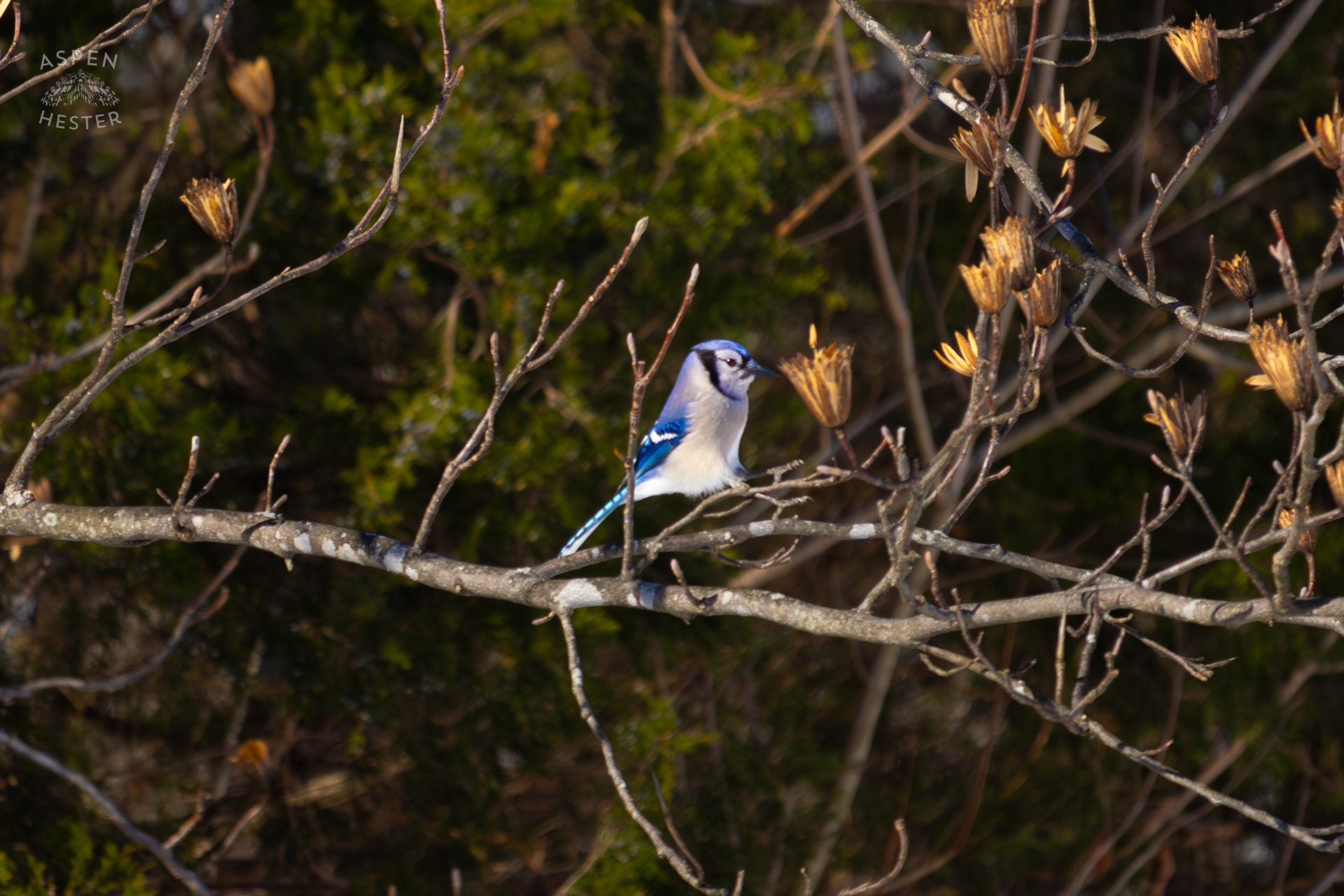 A Blue Jay Hops to A New Branch in A Tulip Tree in The Snowy Landscape of my Backyard. January 13th, 2025/Aspen Hesterq