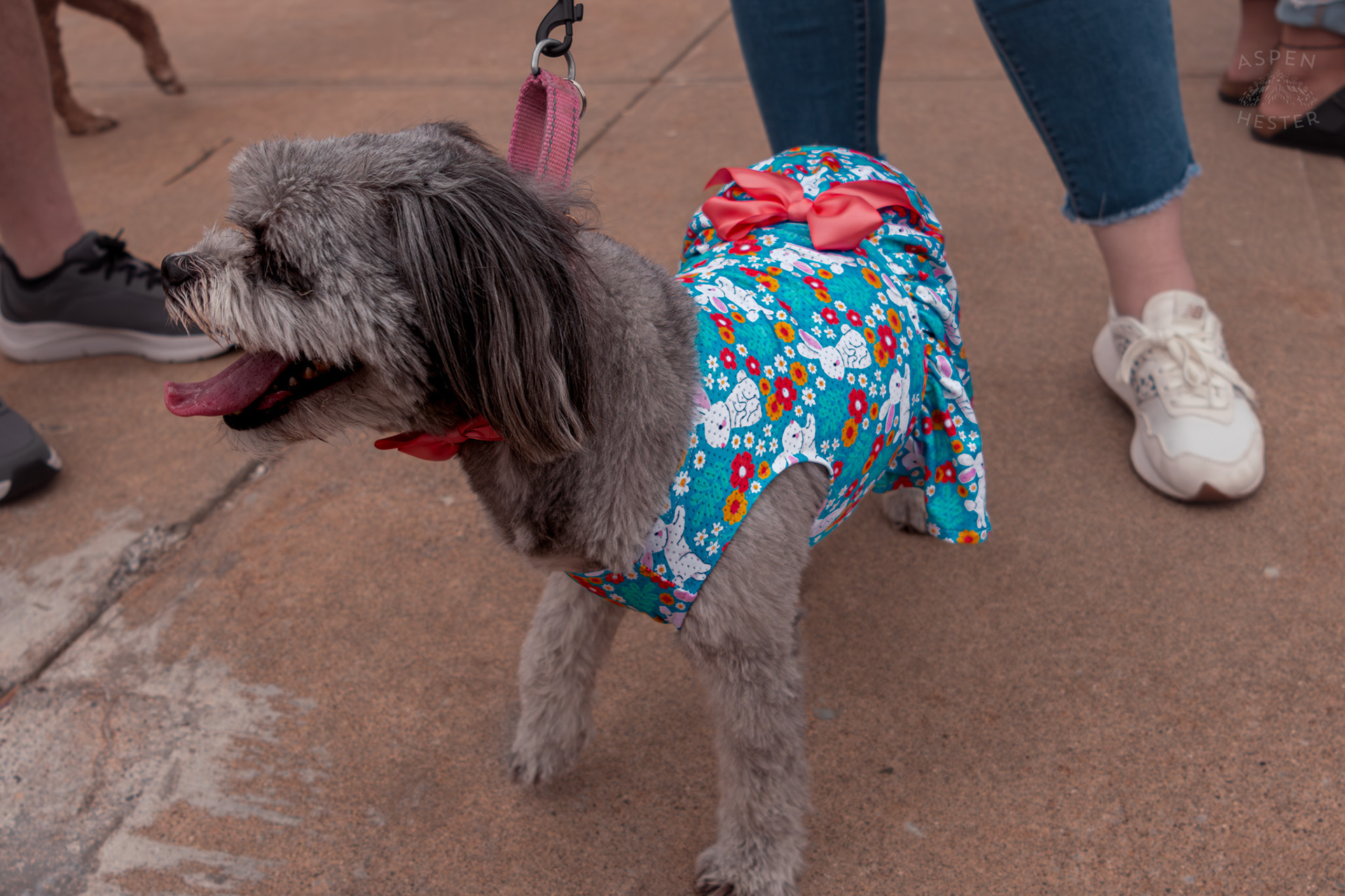 Winner of The Best Smile Award, Mabel Hester Wearing Her Easter Dress at Westport Village’s 5th Annual Puppy Palooza. April 19th, 2025/Aspen Hester