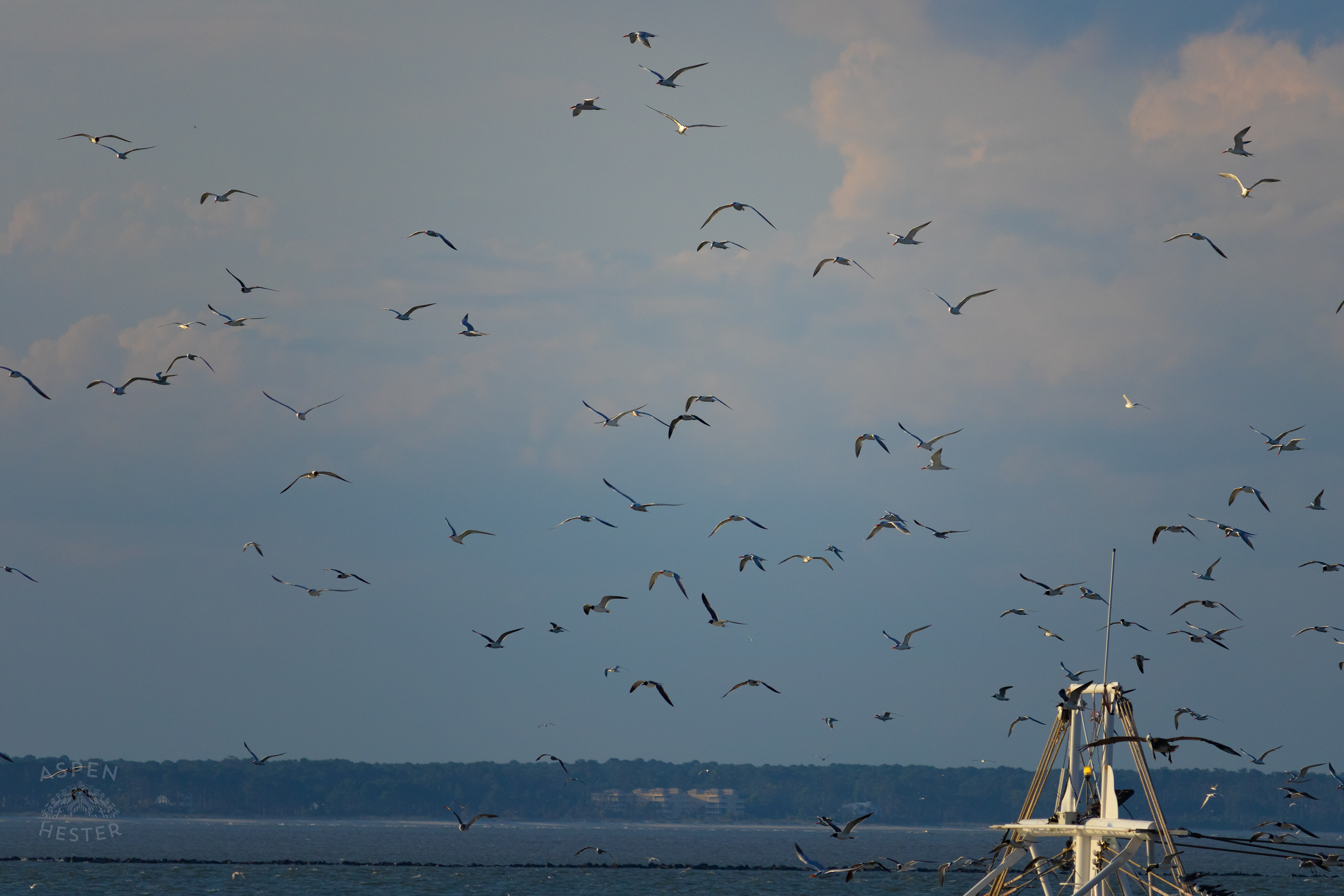 Birds Flock Around 'Jesus Lives' Off The Coast of Tybee Island Georgia. June 23rd, 2024/Aspen Hester