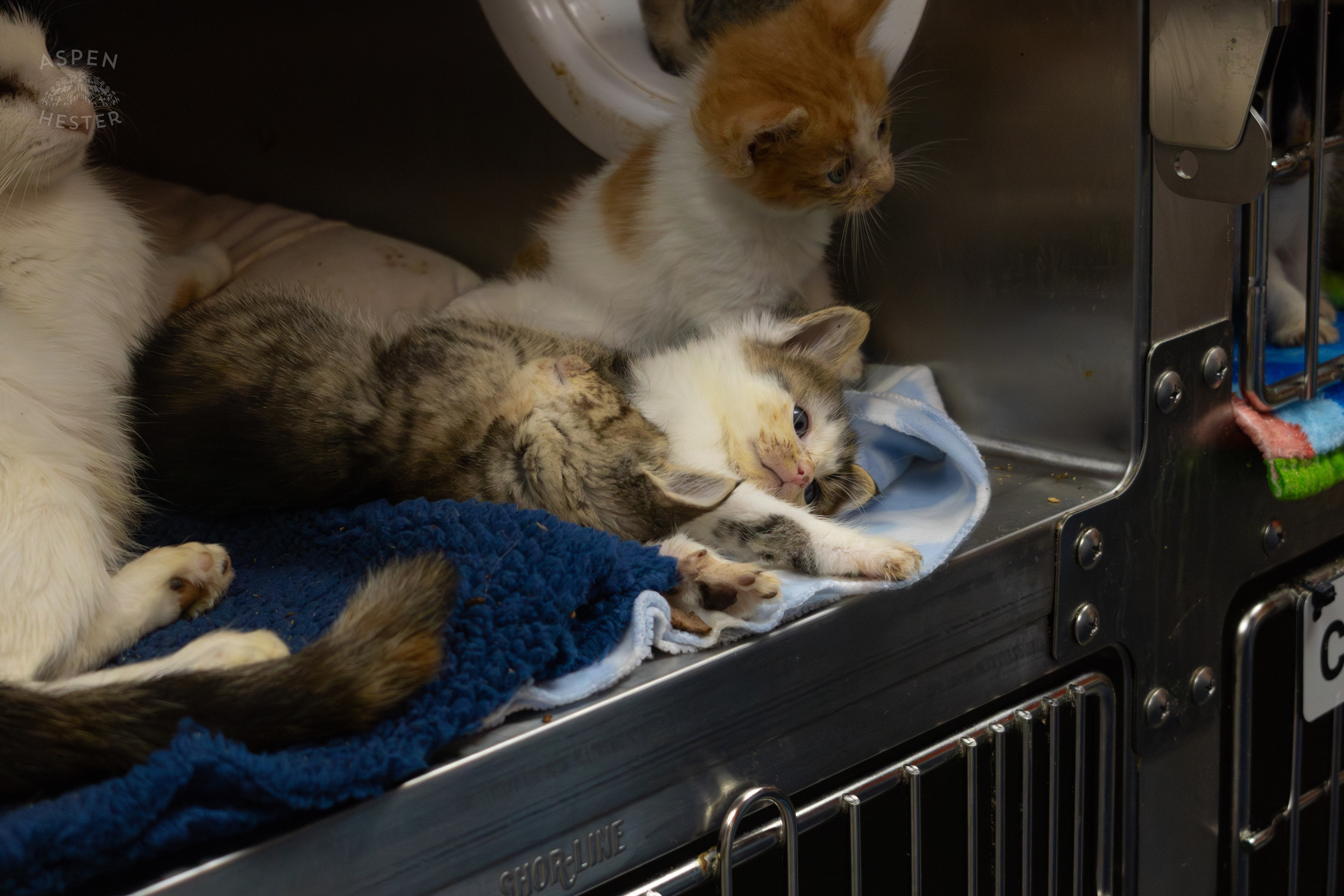 A Mother Cat and Her Kittens During A Telethon that Raised $8000+ for Louisville Metro Animal Services. August 28th, 2024/Aspen Hester