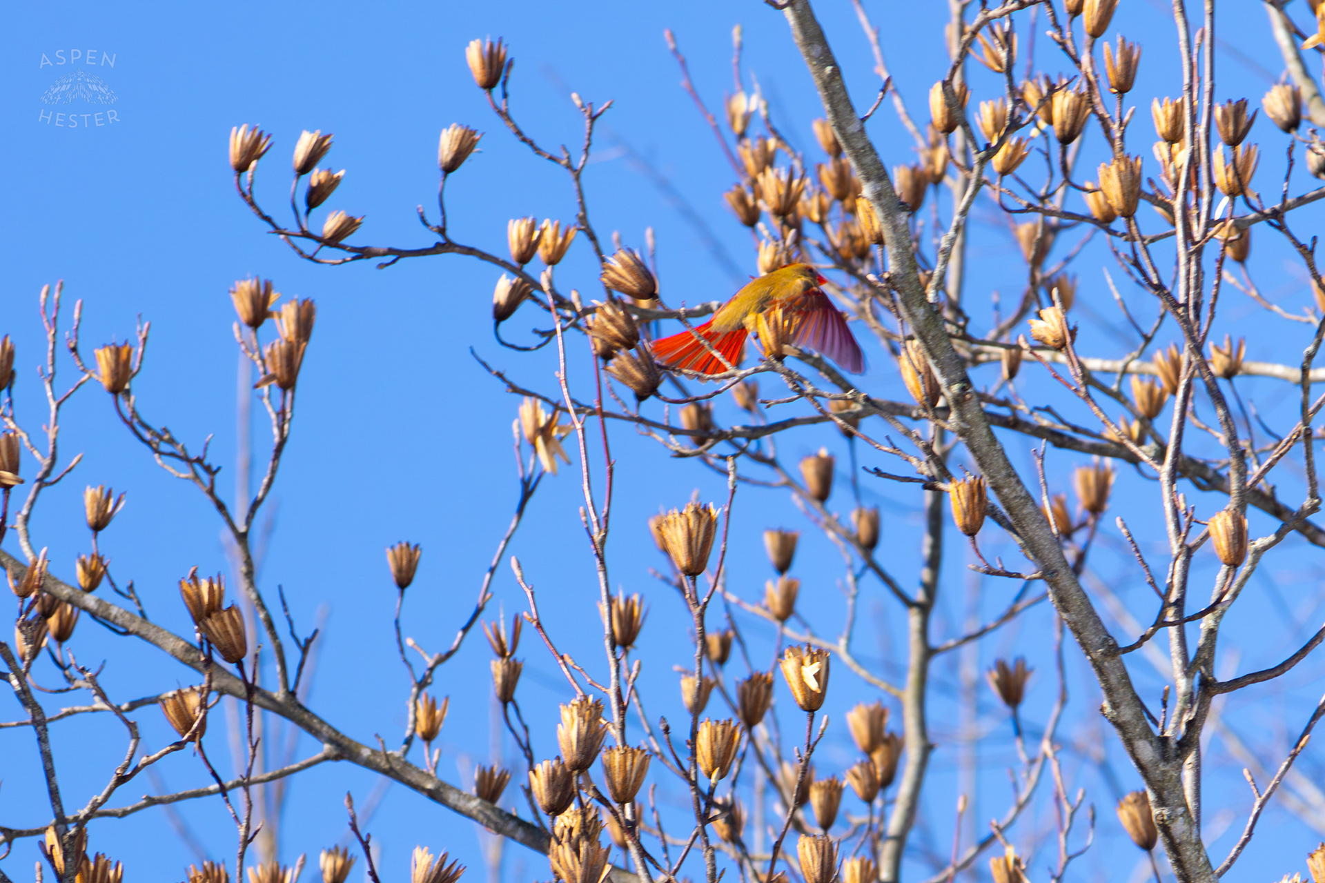  A Female Cardinal Flies From Branch to Branch in A Tulip Tree in my Snowy Backyard. January 13th, 2025/Aspen Hester