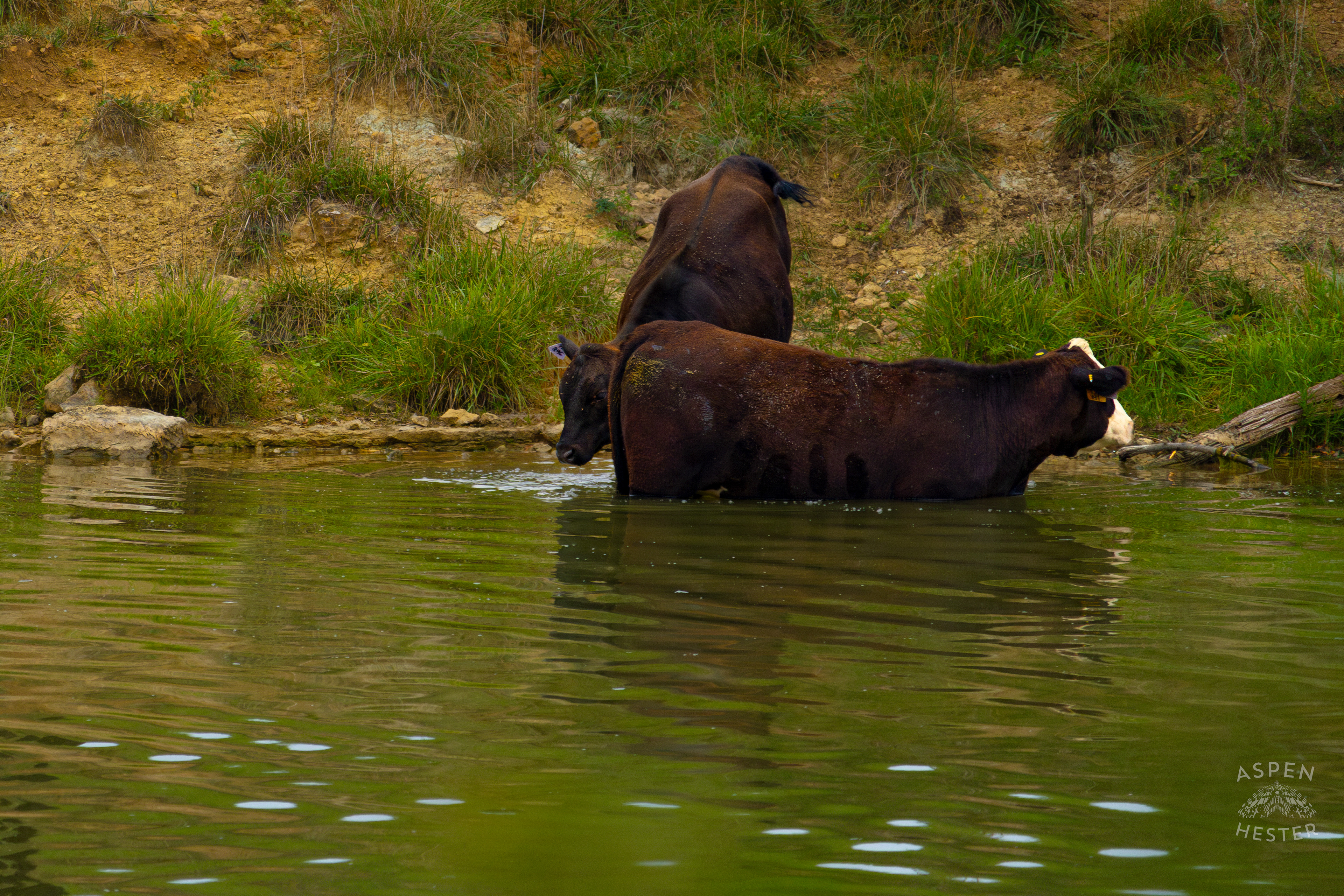 A Cow Wading in the Cool Waters of Reformatory Lake with Another Coming to Join. August 12th, 2024/Aspen Hester