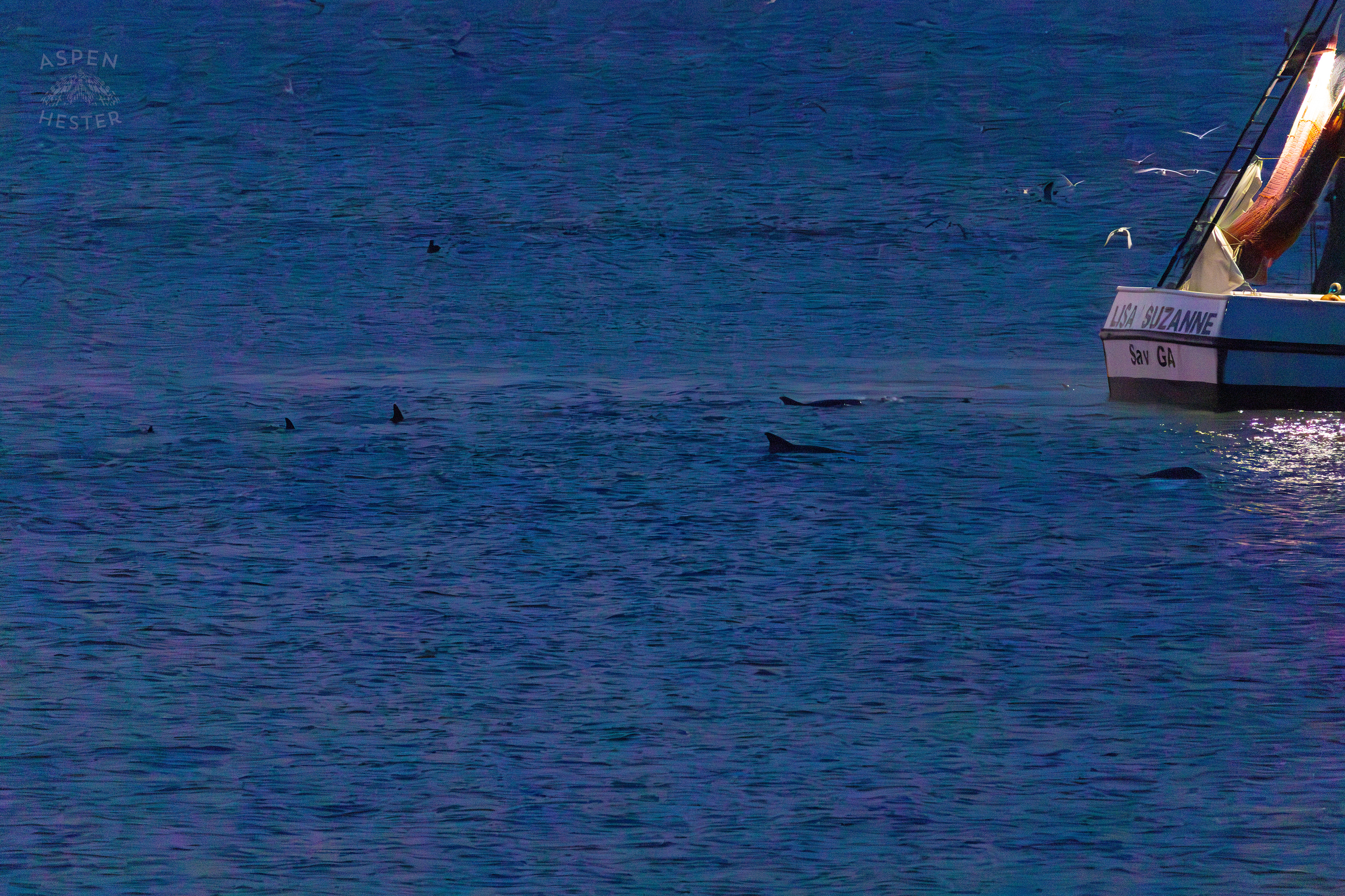 Dolphins Swimming Behind The ‘Lisa Suzanne’ in The Waters of Tybee Island Georgia. June 25th, 2024/Aspen Hester