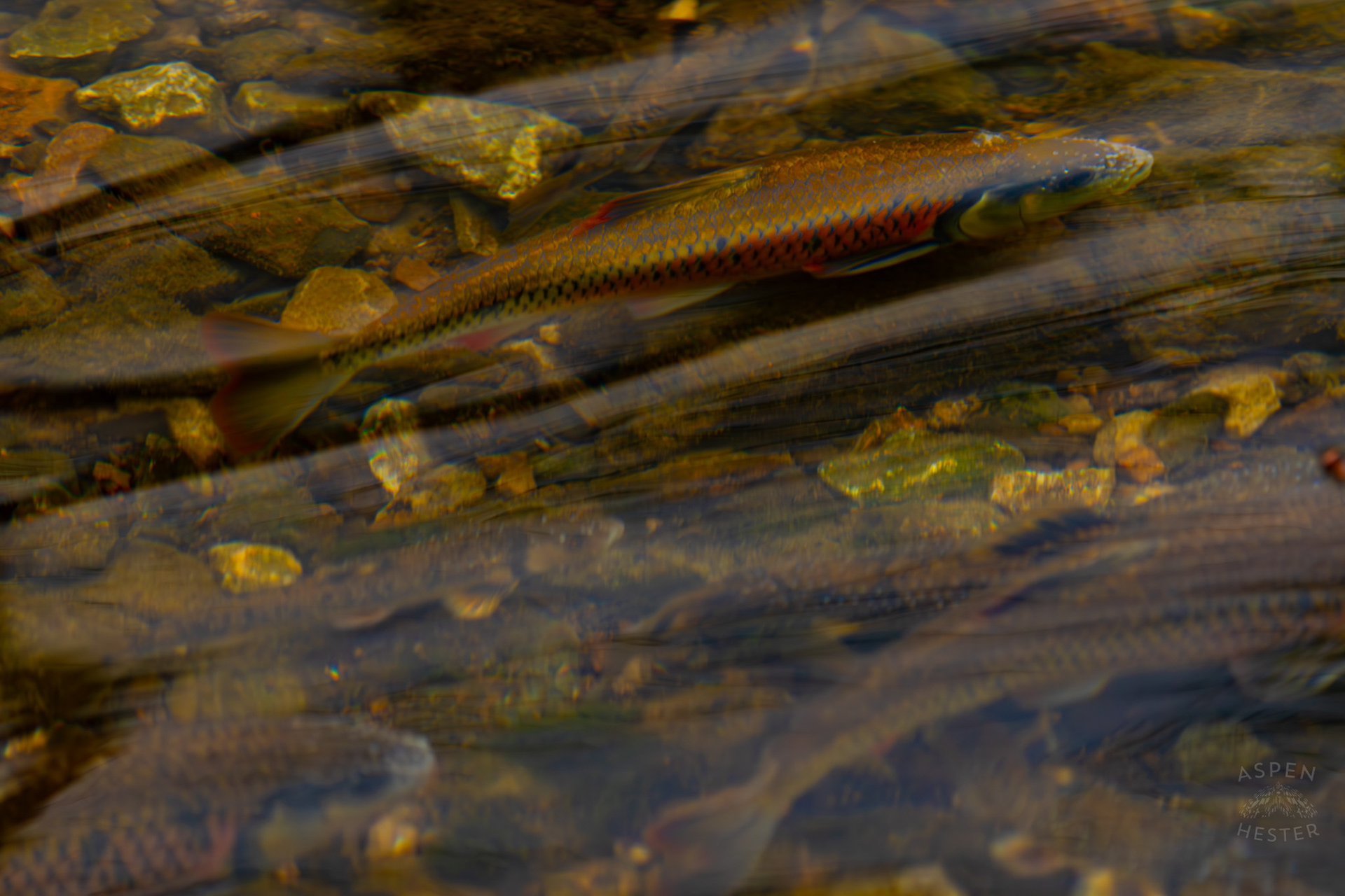 Brook and Rainbow Trout Swim in Middle Fork Beargrass Creek Where It Runs Through Brown Park. April 14th, 2025/Aspen Hester