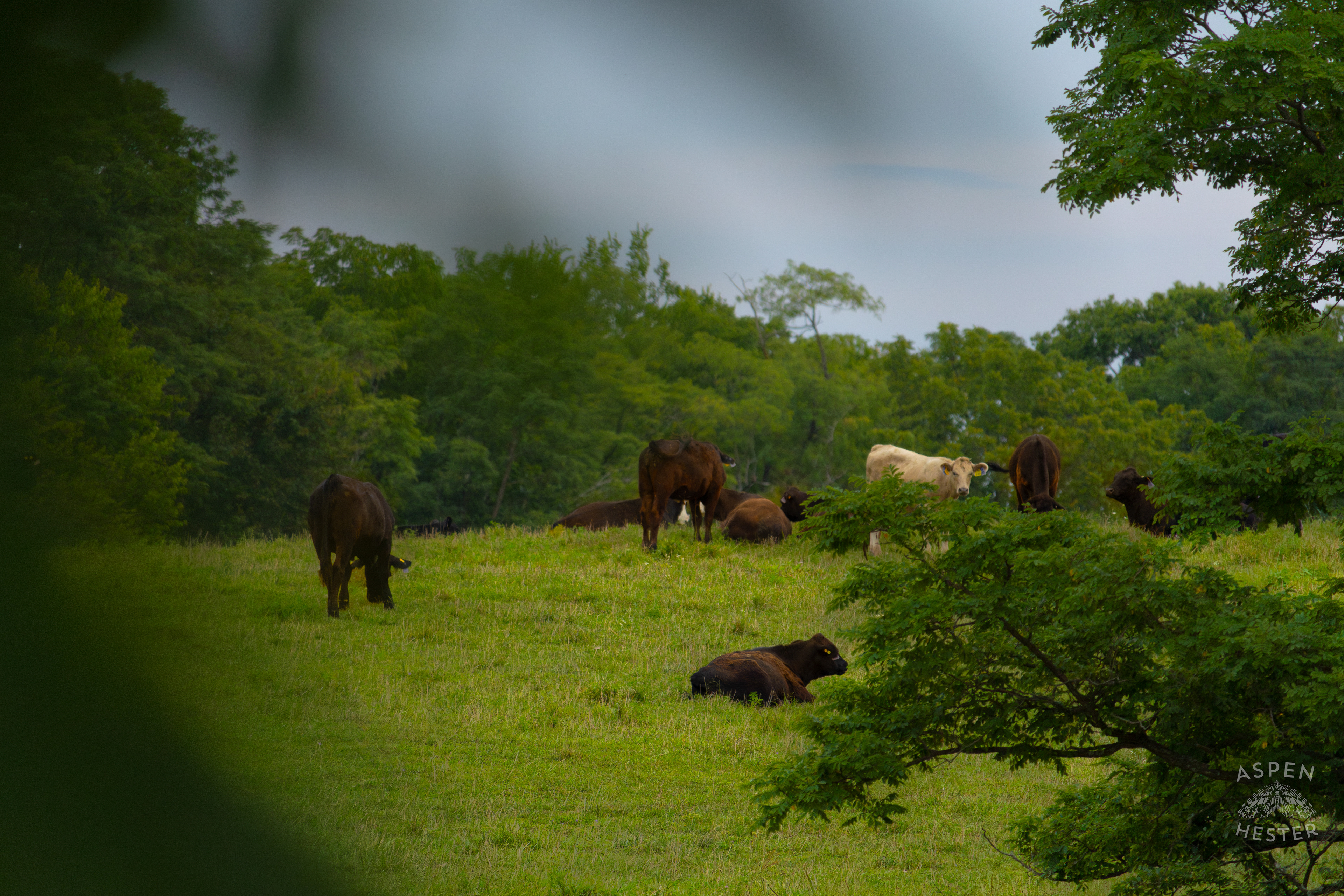Cows Relaxing and Grazing on the Shore of Reformatory Lake. August 12th, 2024/Aspen Hester