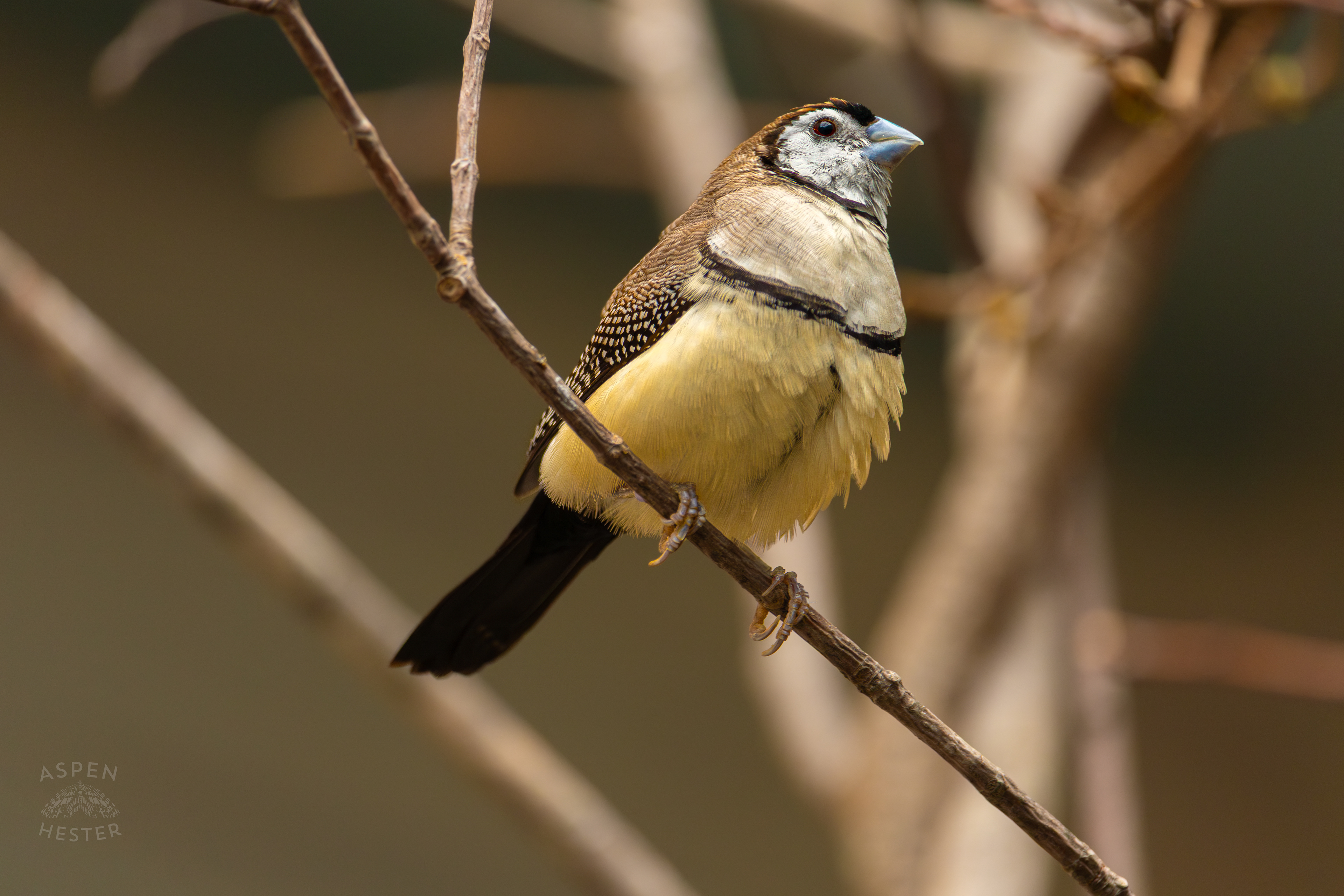 A Double-Barred Finch Perches on A Branch in The Grasslands Inside The National Aviary in Pittsburgh Pennsylvania. February 26th, 2025/Aspen Hester