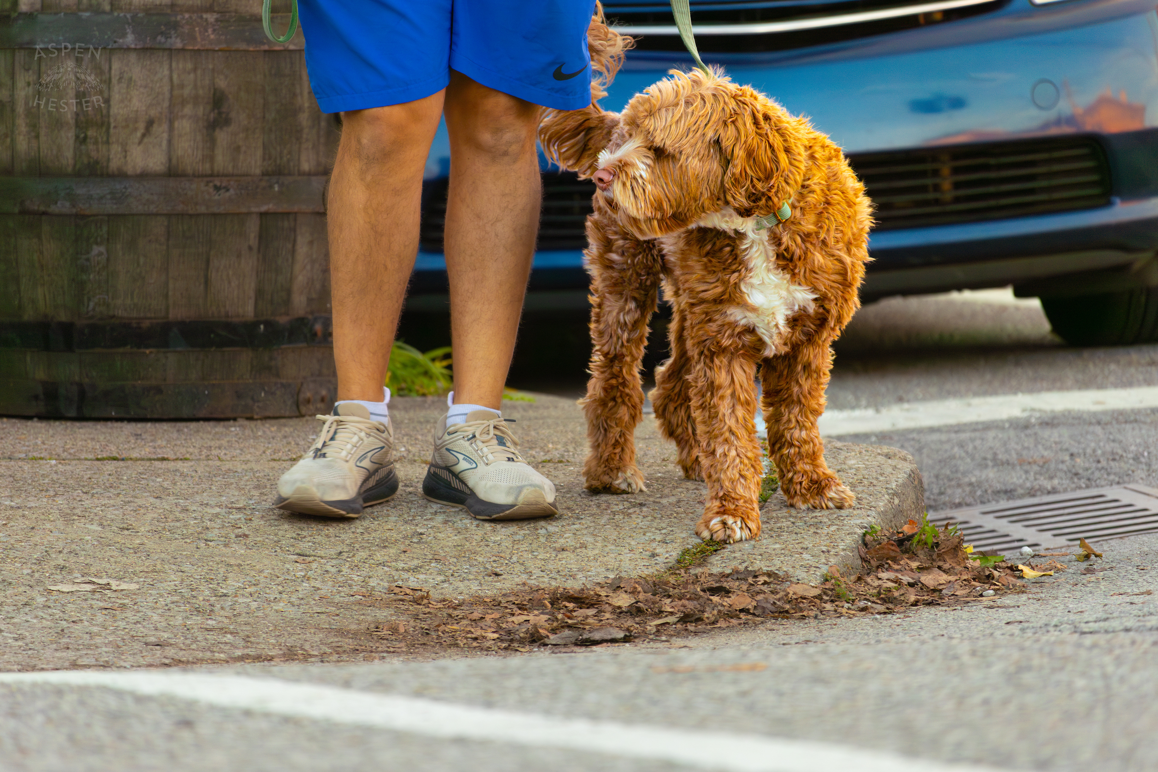 Dog Out for A Walk In Nulu on A Saturday Evening. November 14th, 2024/Aspen Hester