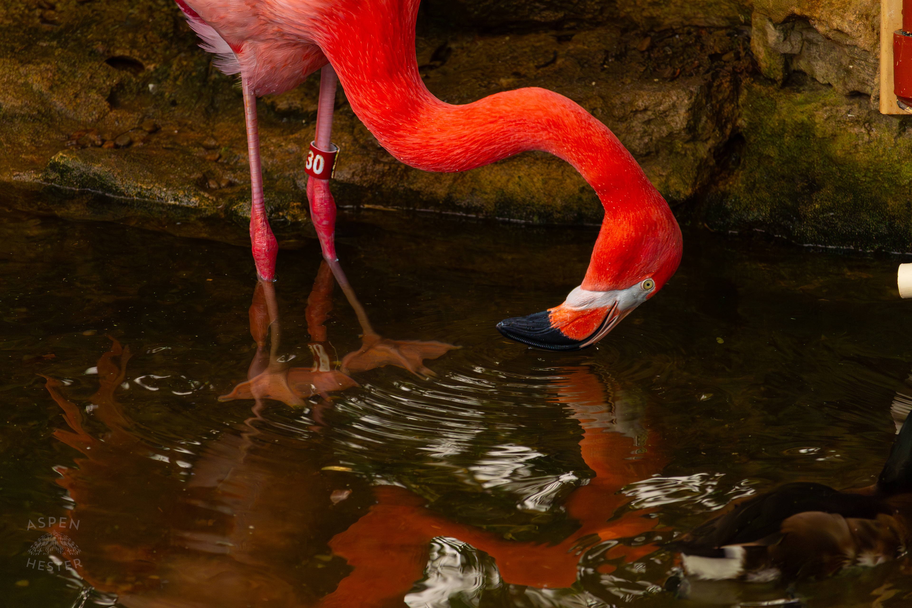 An American Flamingo Takes A Sip From The Refreshing Water Of The Wetlands Inside The National Aviary in Pittsburgh Pennsylvania. February 26th, 2025/Aspen Hester