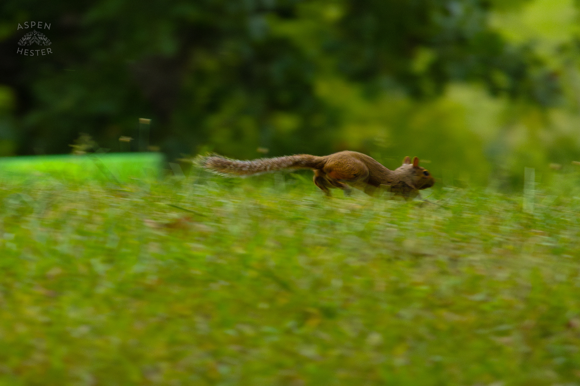 A Squirrel Runs Through Wendell Moore Park. August 12th, 2024/Aspen Hester