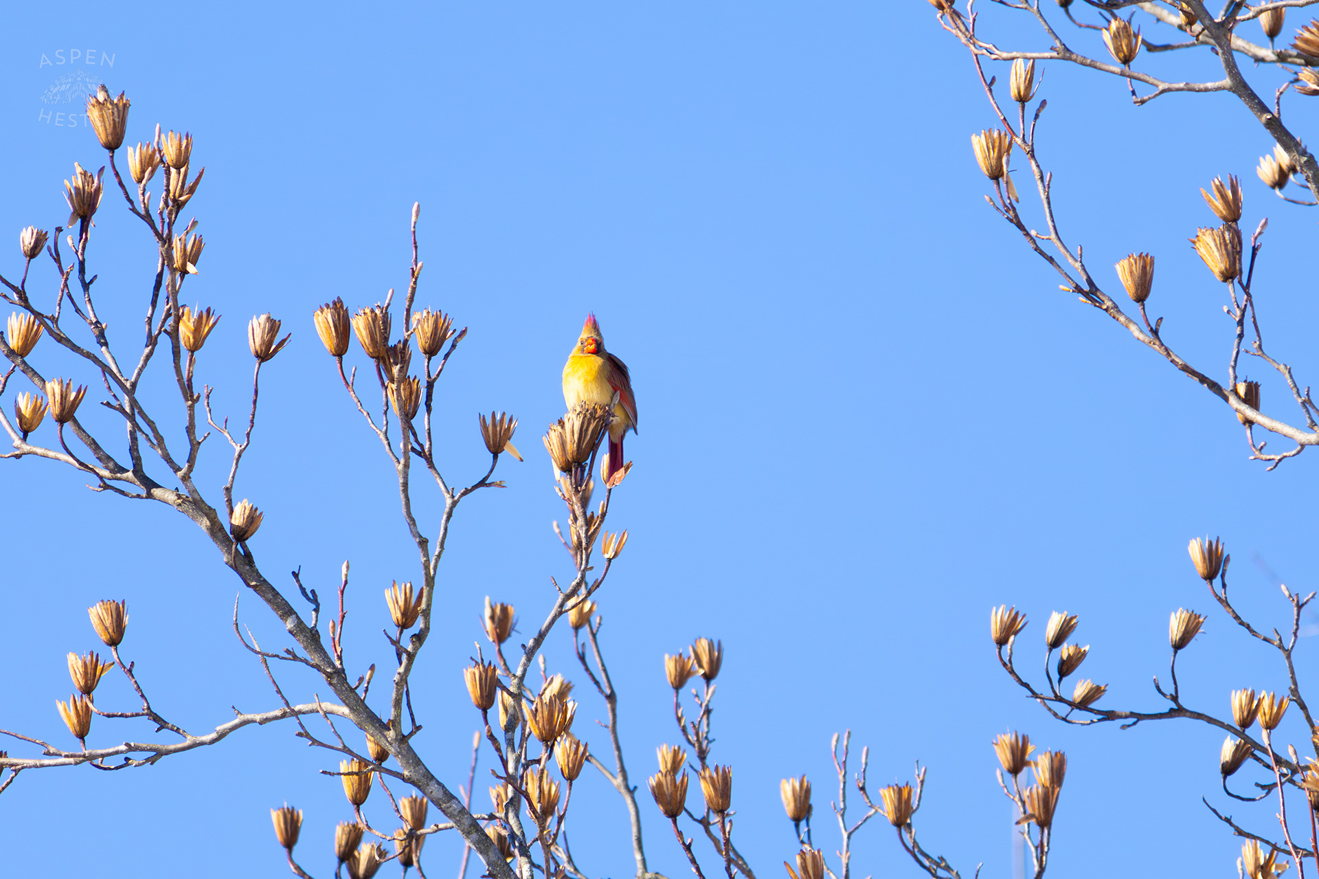 A Bright Female Cardinal Sits in A Tulip Tree in my Backyard. January 13th, 2025/Aspen Hester