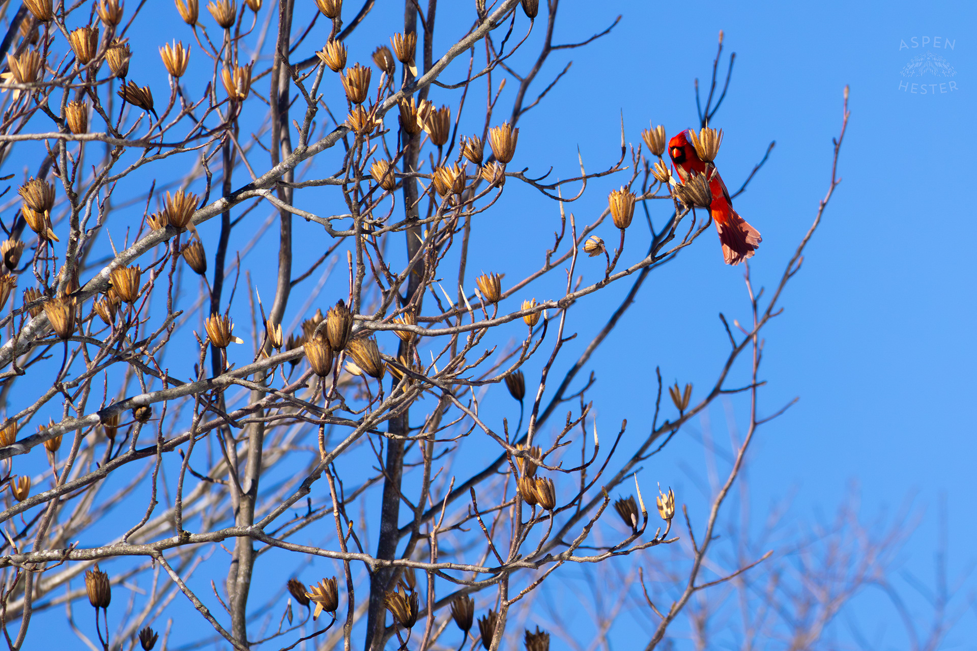 A Cardinal Sits in A Tulip Tree in my Backyard. January 13th, 2025/Aspen Hester