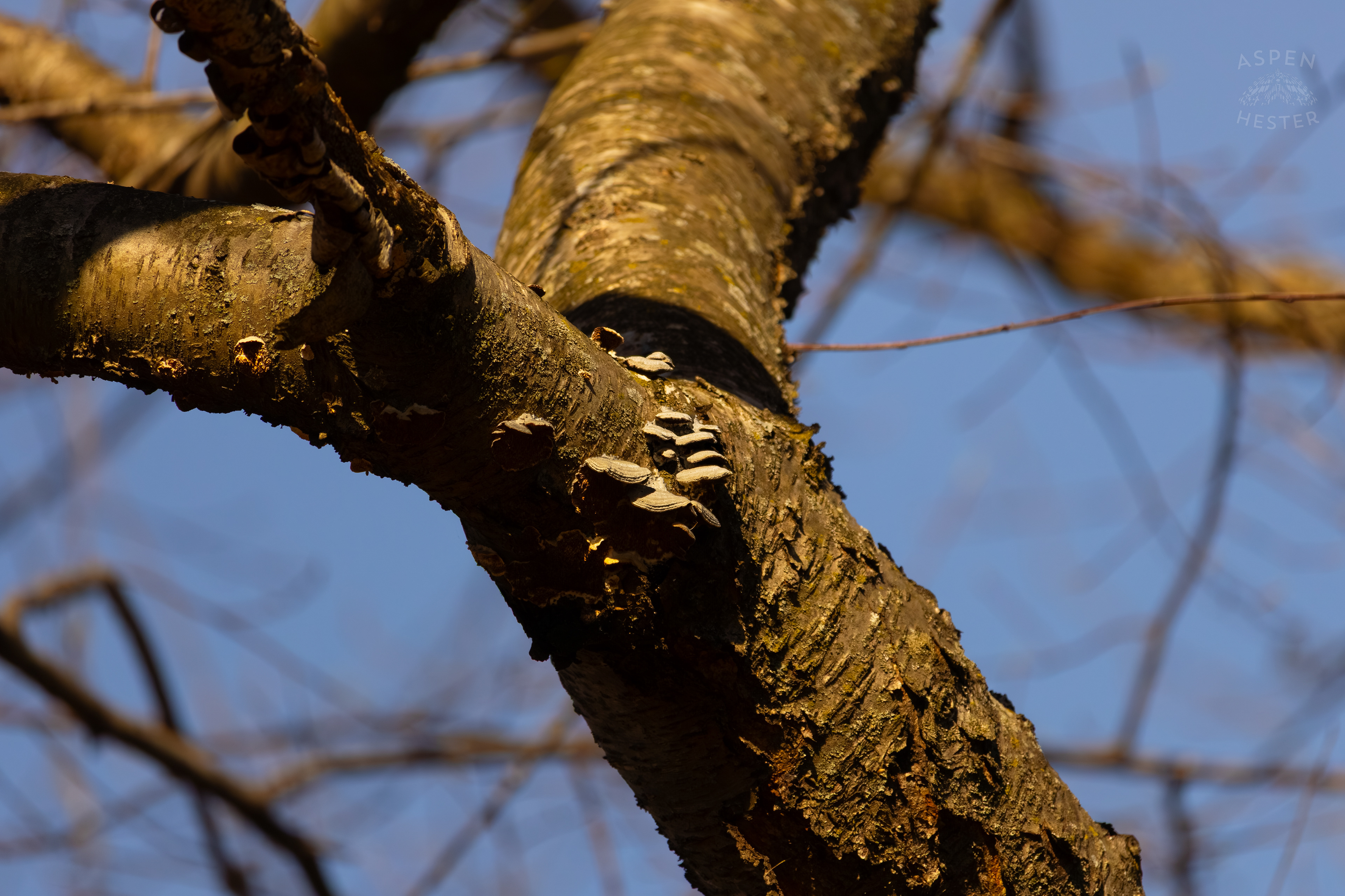 Polypore Fungi Grow on The Bark of A Tree in Wendell Moore Park Right Before Spring. March 18th, 2025/Aspen Hester