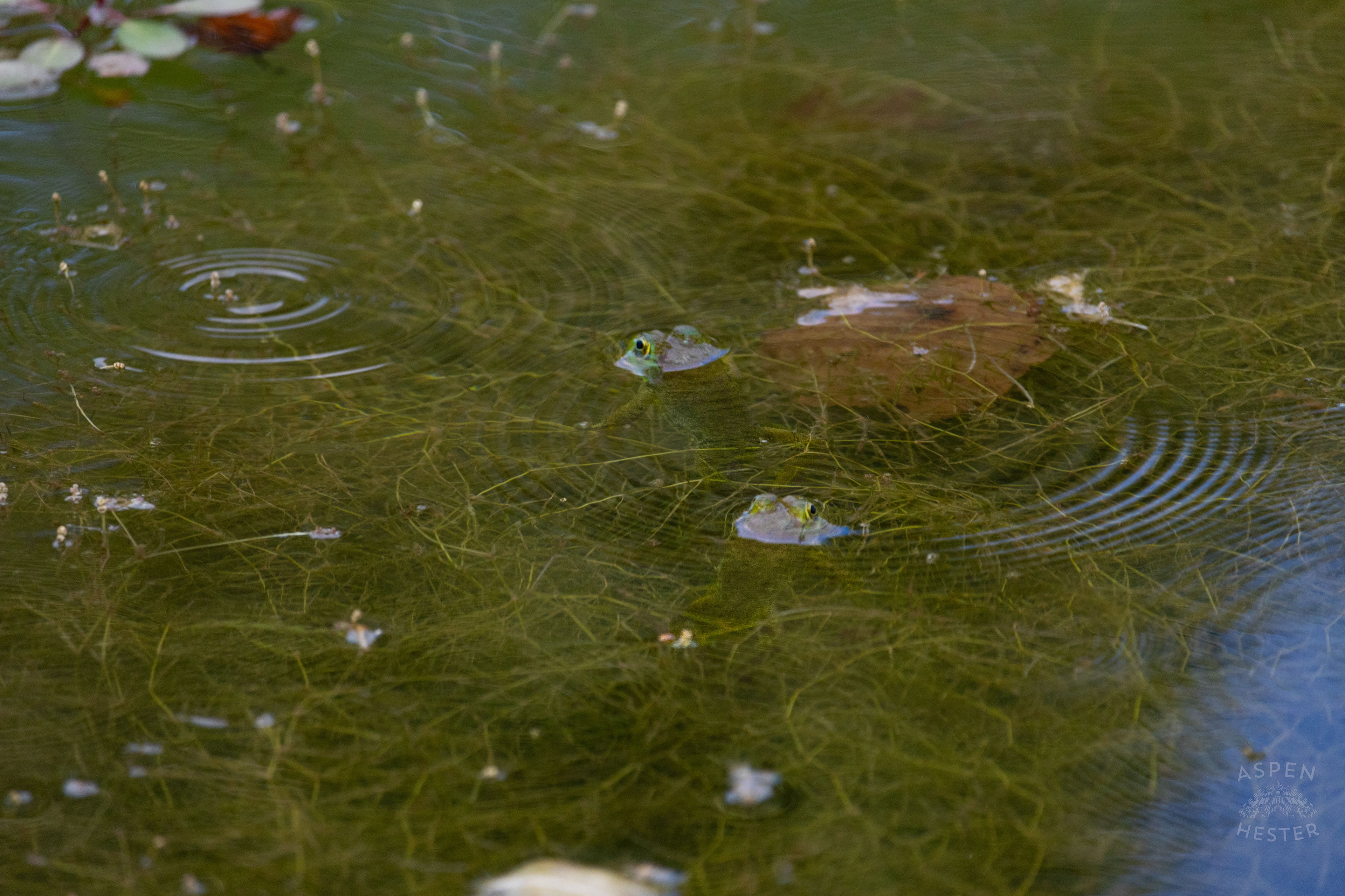 Two Frogs in The Chickasaw Park Pond. August 25th, 2024/Aspen Hester