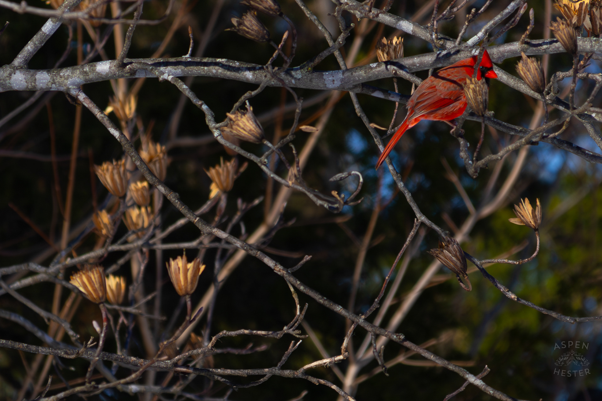 A Cardinal Sits in A Tulip Tree in my Backyard. January 13th, 2025/Aspen Hester