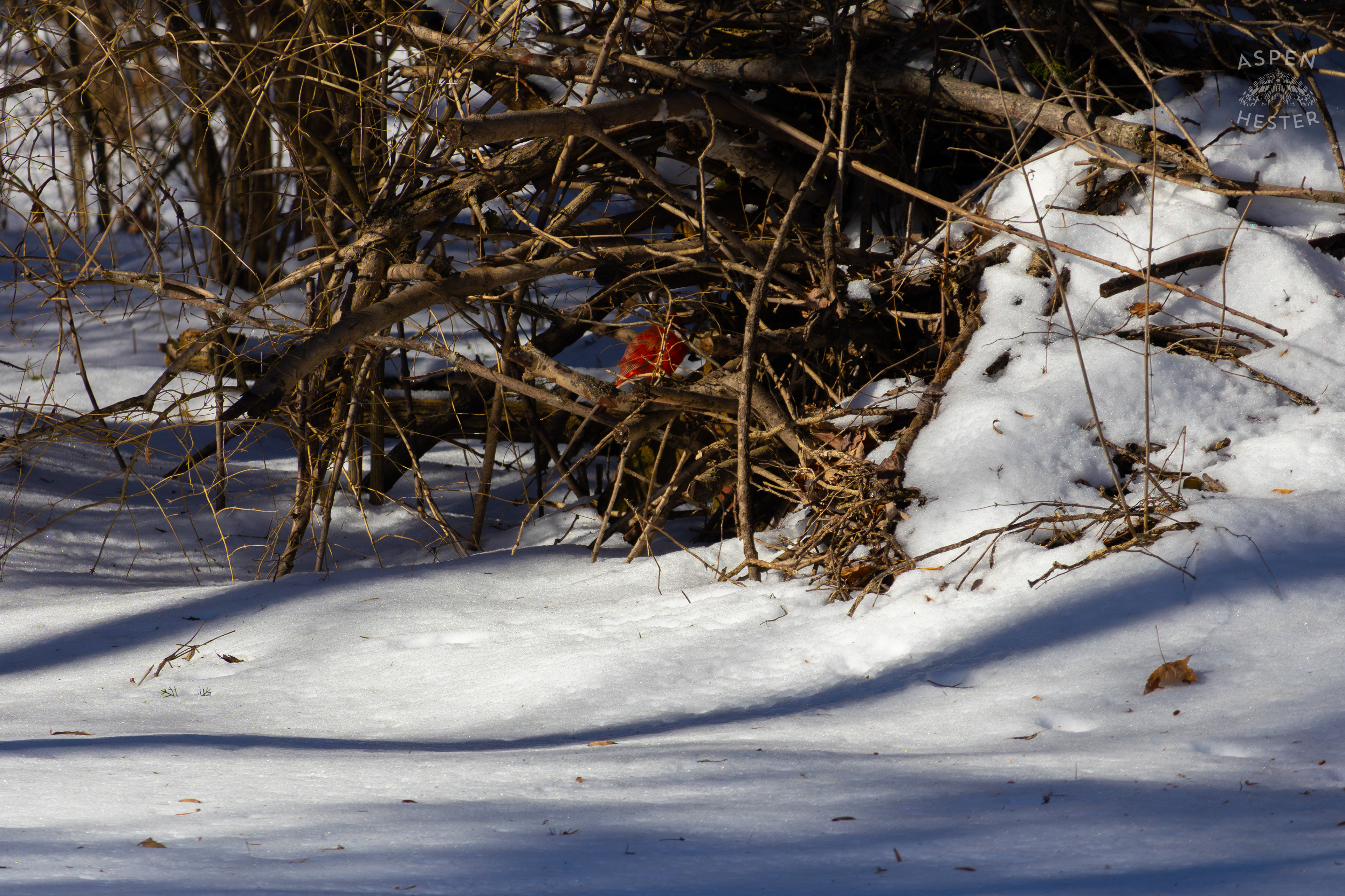 A Male Cardinal Sits Within A Pile of Scrap Branches and Firewood in my Backyard. January 13th, 2025/Aspen Hester