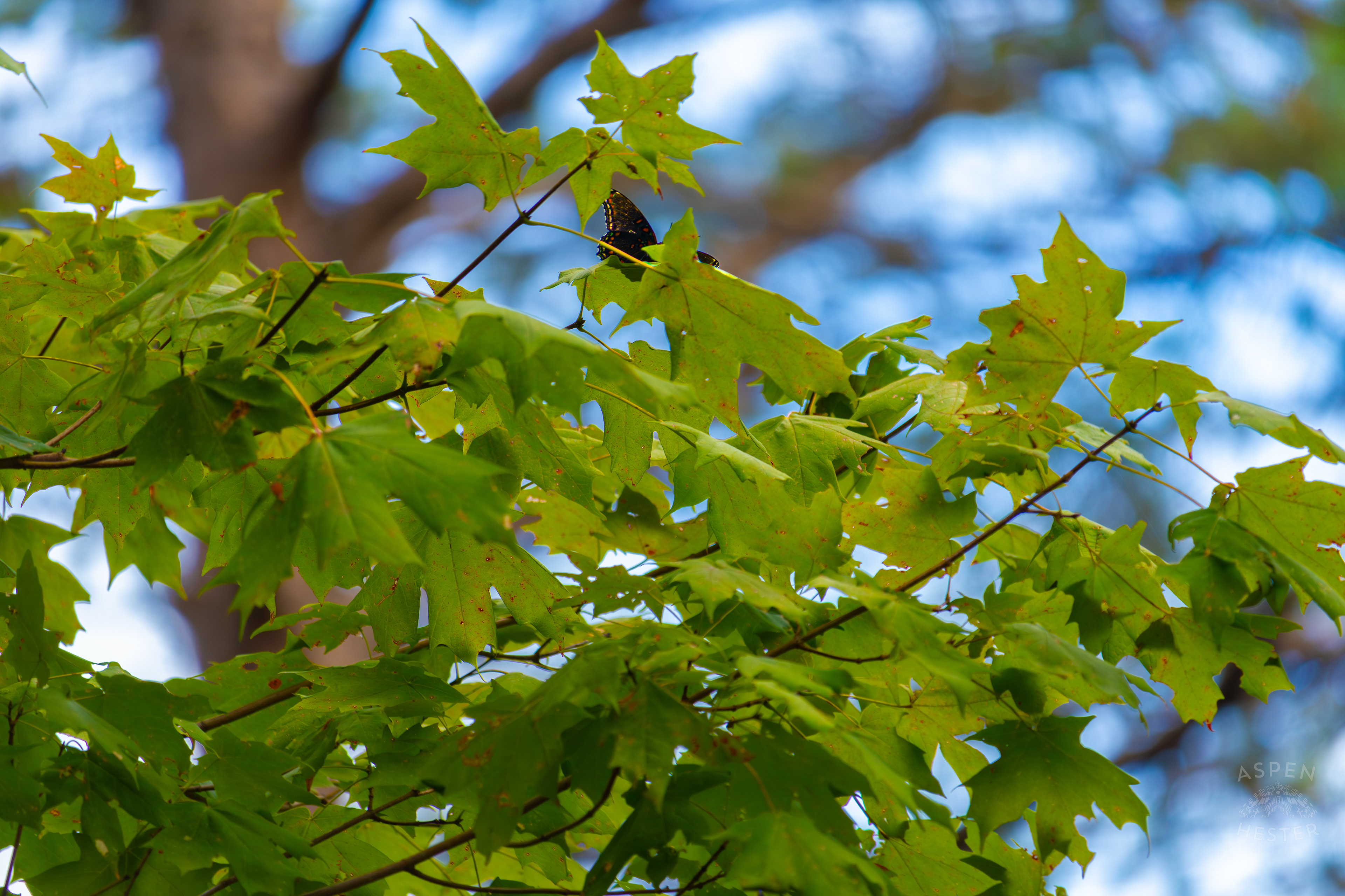 A Red-Spotted Admiral Butterfly Sits High in The Foliage Inside Jefferson Memorial Forest. September 3rd, 2024/Aspen Hester